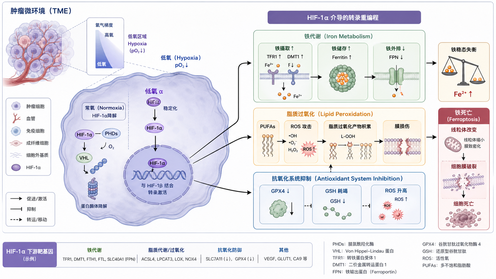 缺氧肿瘤微环境中,HIF-1α入核后调控铁代谢、脂质过氧化和铁死亡的机制示意图,风格为学术综述插图