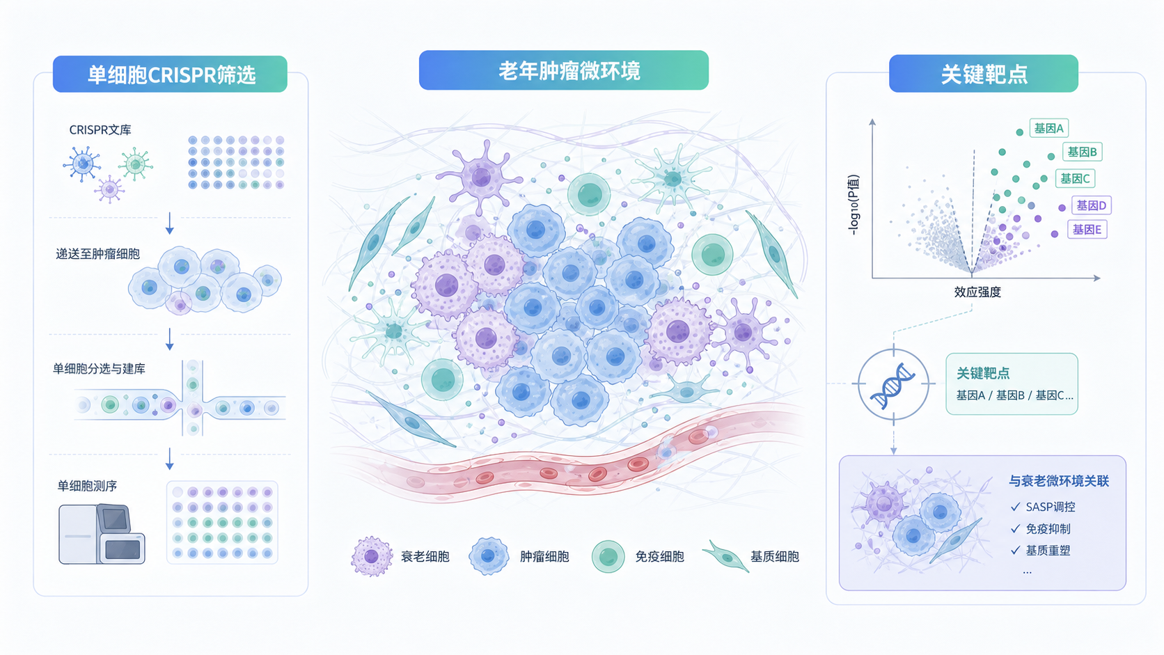 发表于《Cell》的一项研究，通过单细胞 CRISPR 筛选技术，在老年肿瘤微环境中鉴定了导致 CD8+ T 细胞功能失调的关键调控因子 Dusp5 与 Zfp219。敲除这两个基因可分别通过增强增殖与表观重编程来「重焕」抗肿瘤免疫，且与免疫检查点抑制剂协同，使老年小鼠实现肿瘤清除，为老年癌症患者免疫治疗的疗效改善提供了新思路。
