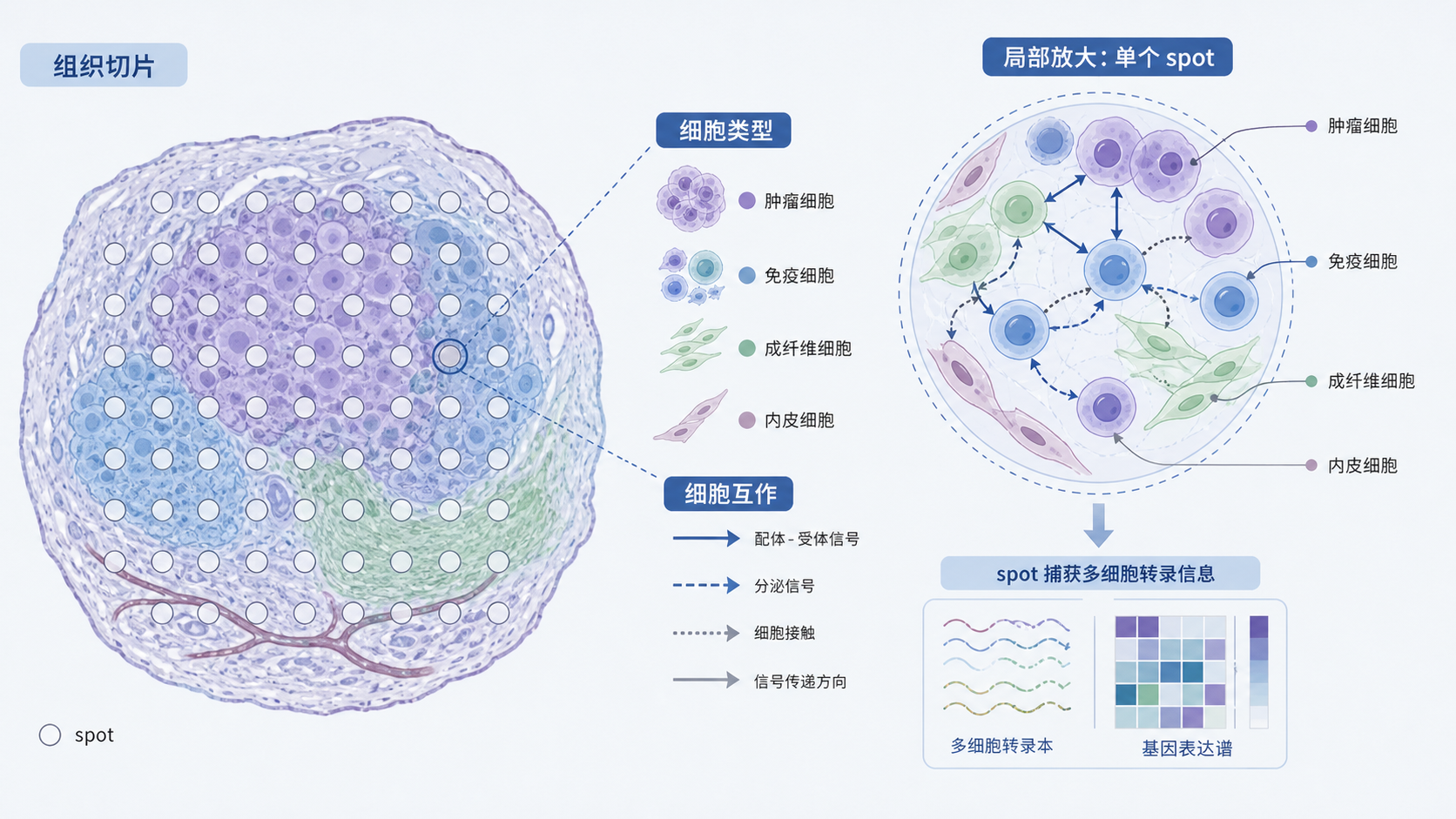 一张空间转录组组织切片示意图，标出不同细胞类型、spot、以及相邻细胞的互作路径，风格专业、医学科研感强。