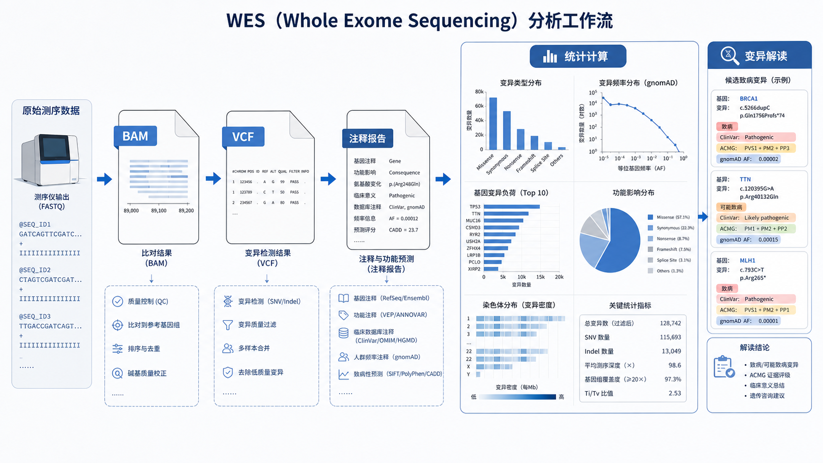 一张展示WES流程中BAM、VCF、注释报告和统计图表的科研流程图,突出“统计计算”与“变异解读”的连接关系。