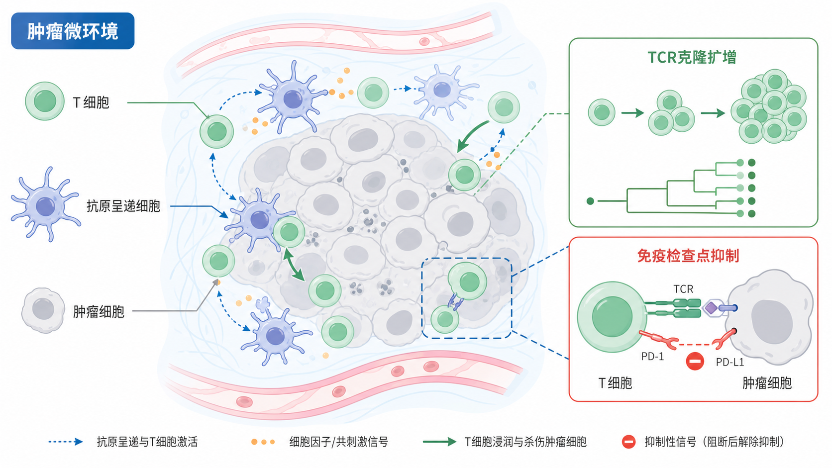 肿瘤微环境示意图，包含T细胞、抗原呈递细胞、肿瘤细胞，以及TCR克隆扩增和免疫检查点抑制的关系图