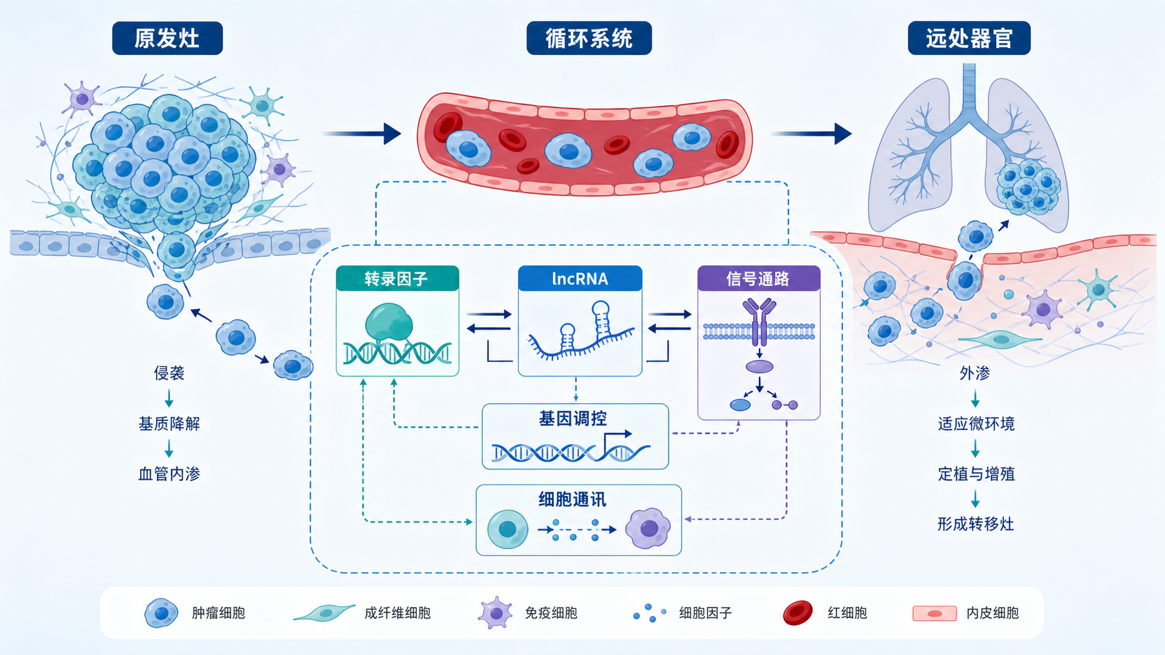 肿瘤细胞在原发灶、循环系统和远处器官之间迁移的示意图，中心突出转录因子、lncRNA、信号通路与靶基因构成的调控网络。