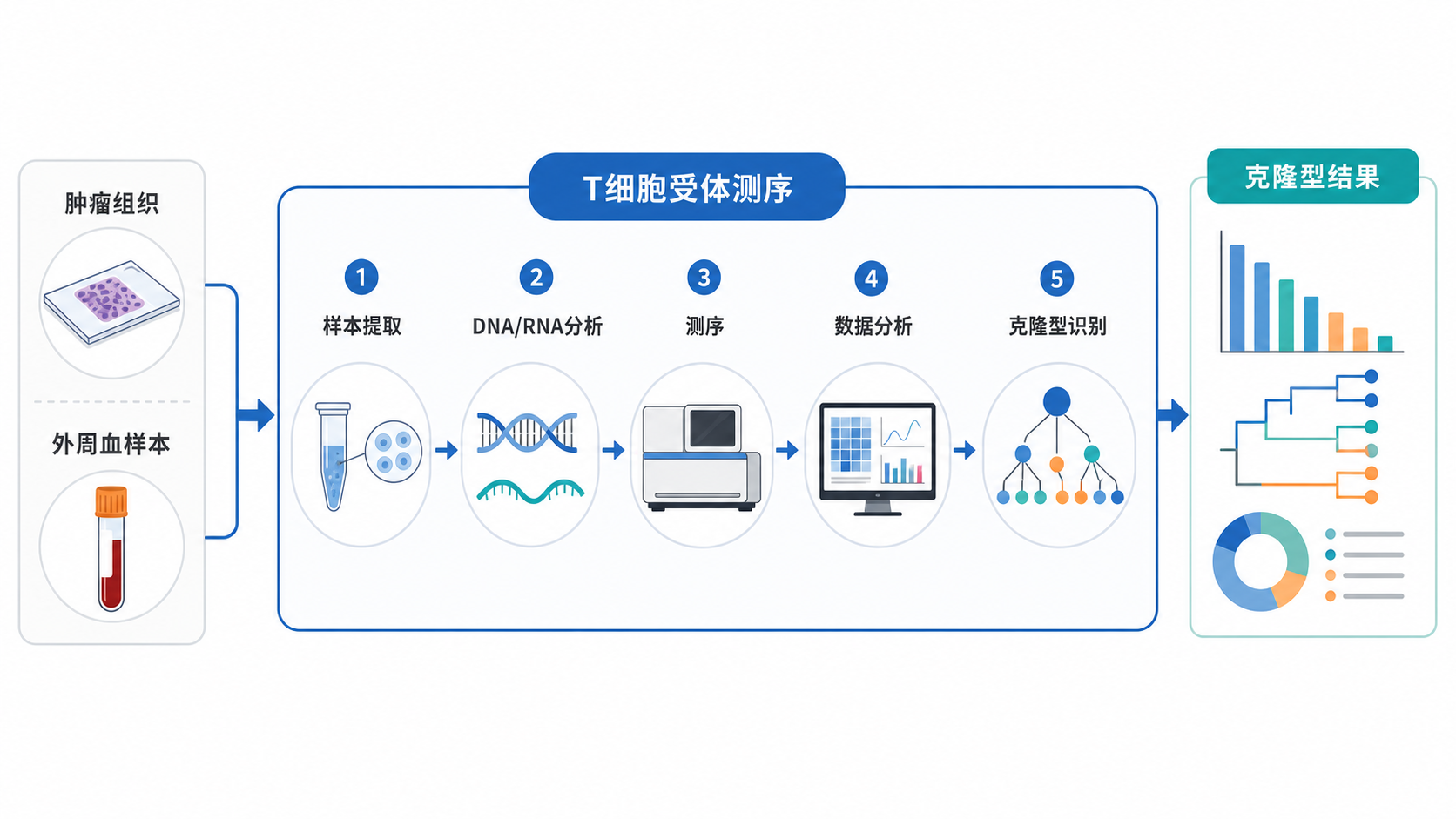 肿瘤组织、外周血样本、T细胞受体测序流程示意图，突出从样本到克隆型结果的分析链条
