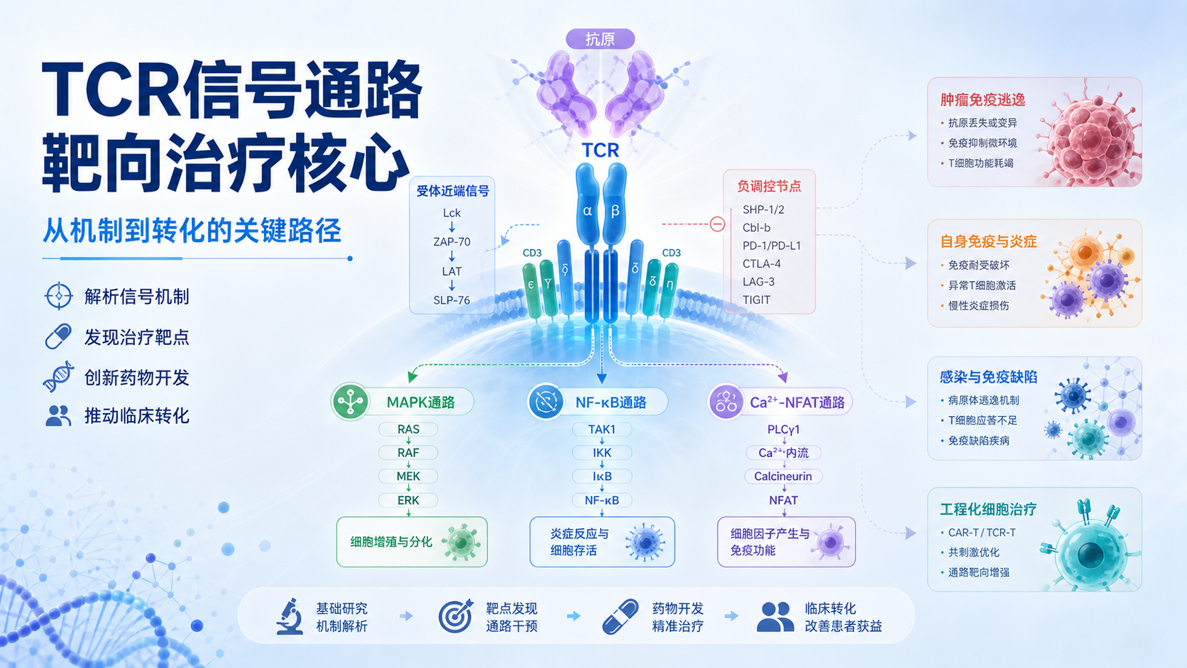 靶向T细胞受体信号通路:机制与治疗突破