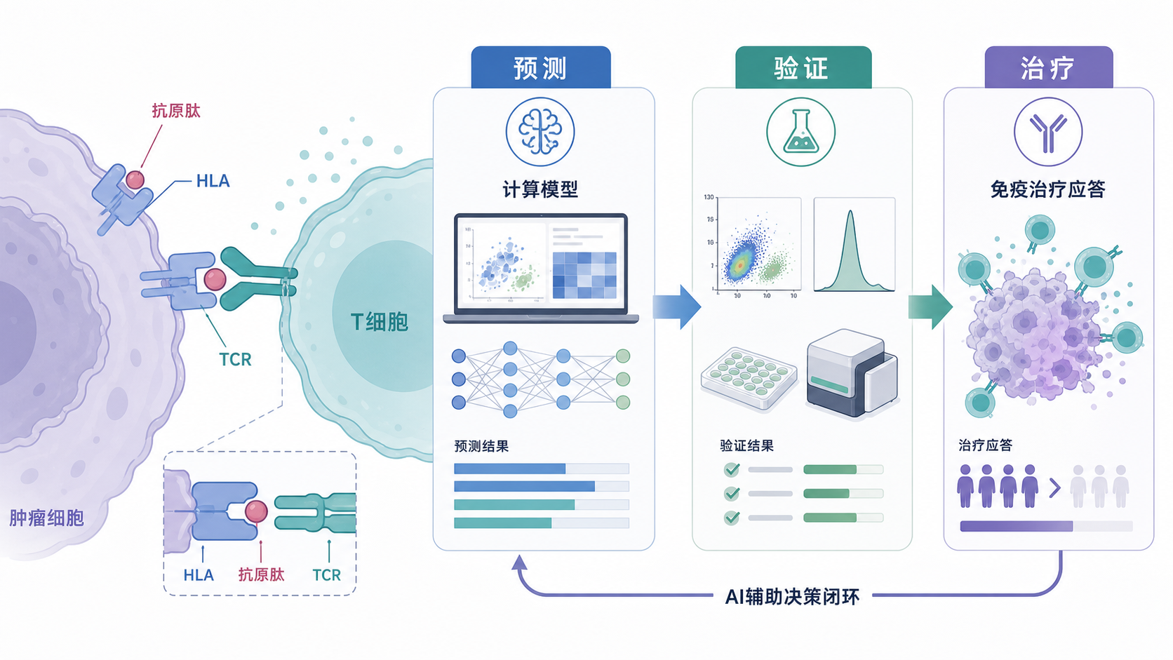 肿瘤组织、HLA分子、T细胞识别与计算模型交互的示意图，突出“预测-验证-治疗”流程