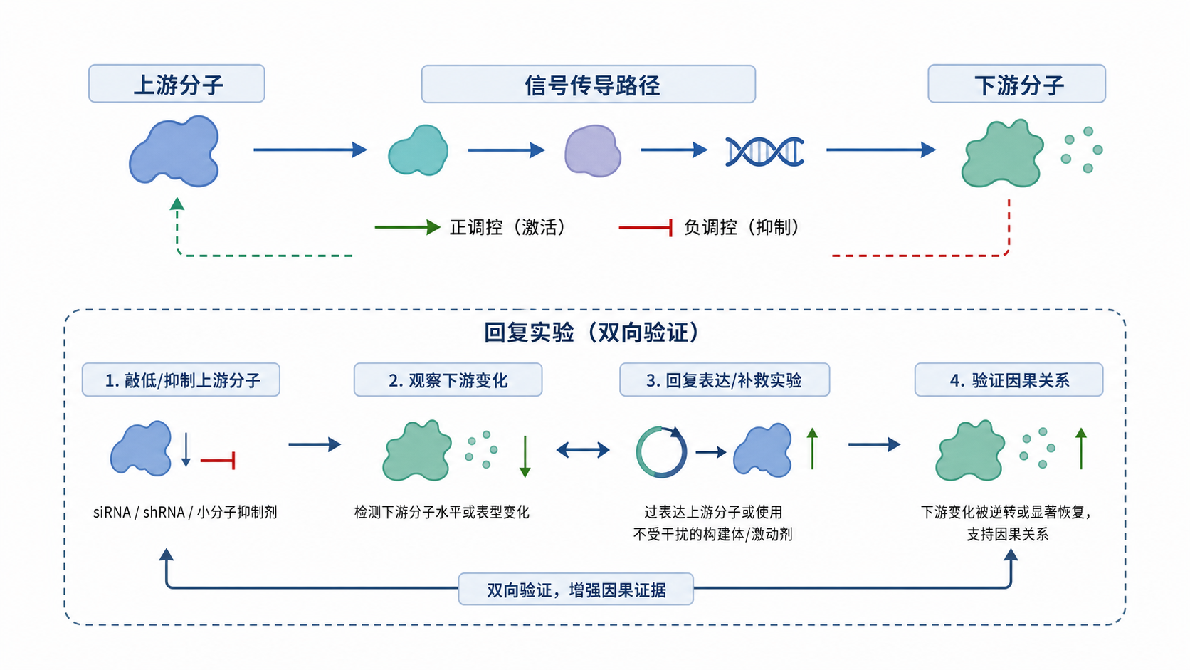 实验设计示意图，包含上游分子、下游分子、正调控和负调控箭头，以及回复实验的双向验证流程。