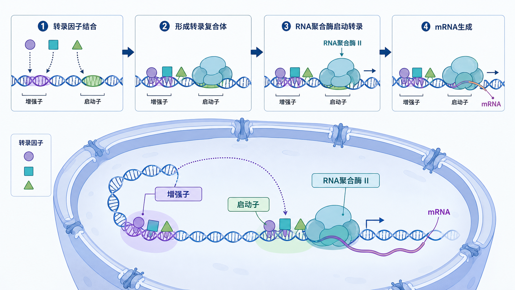 细胞核内转录因子结合DNA启动子与增强子,RNA聚合酶启动转录的机制示意图