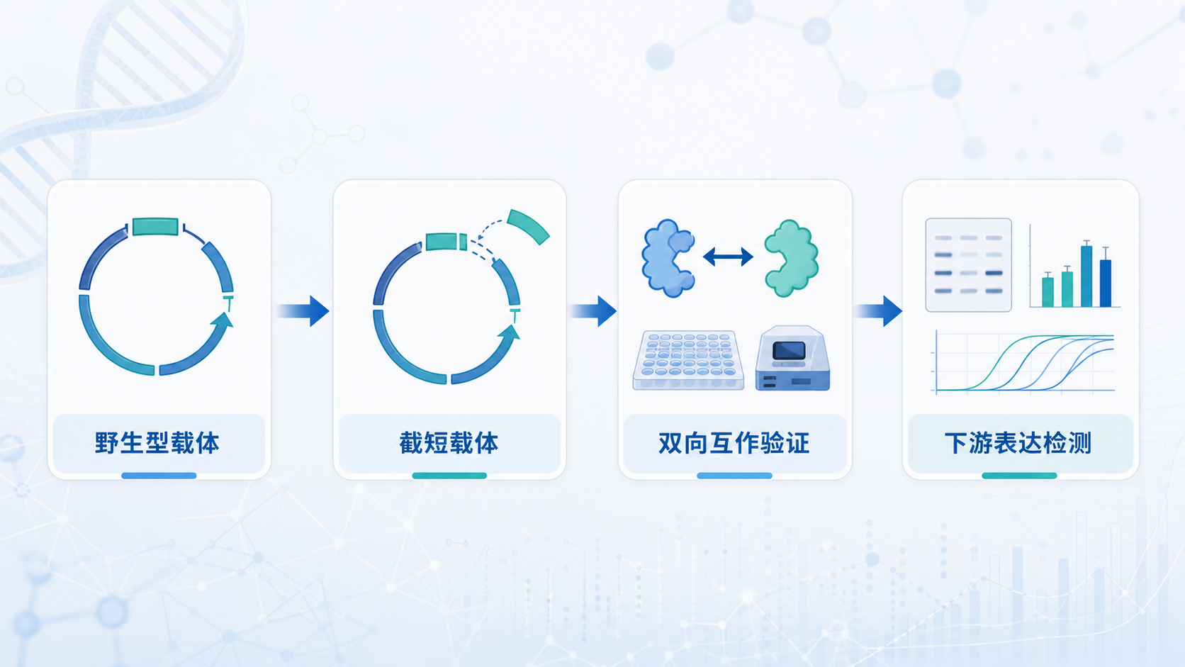 实验流程示意图，展示野生型载体、截短载体、双向互作验证和下游表达检测的整体路径，背景为分子结构与实验台元素。