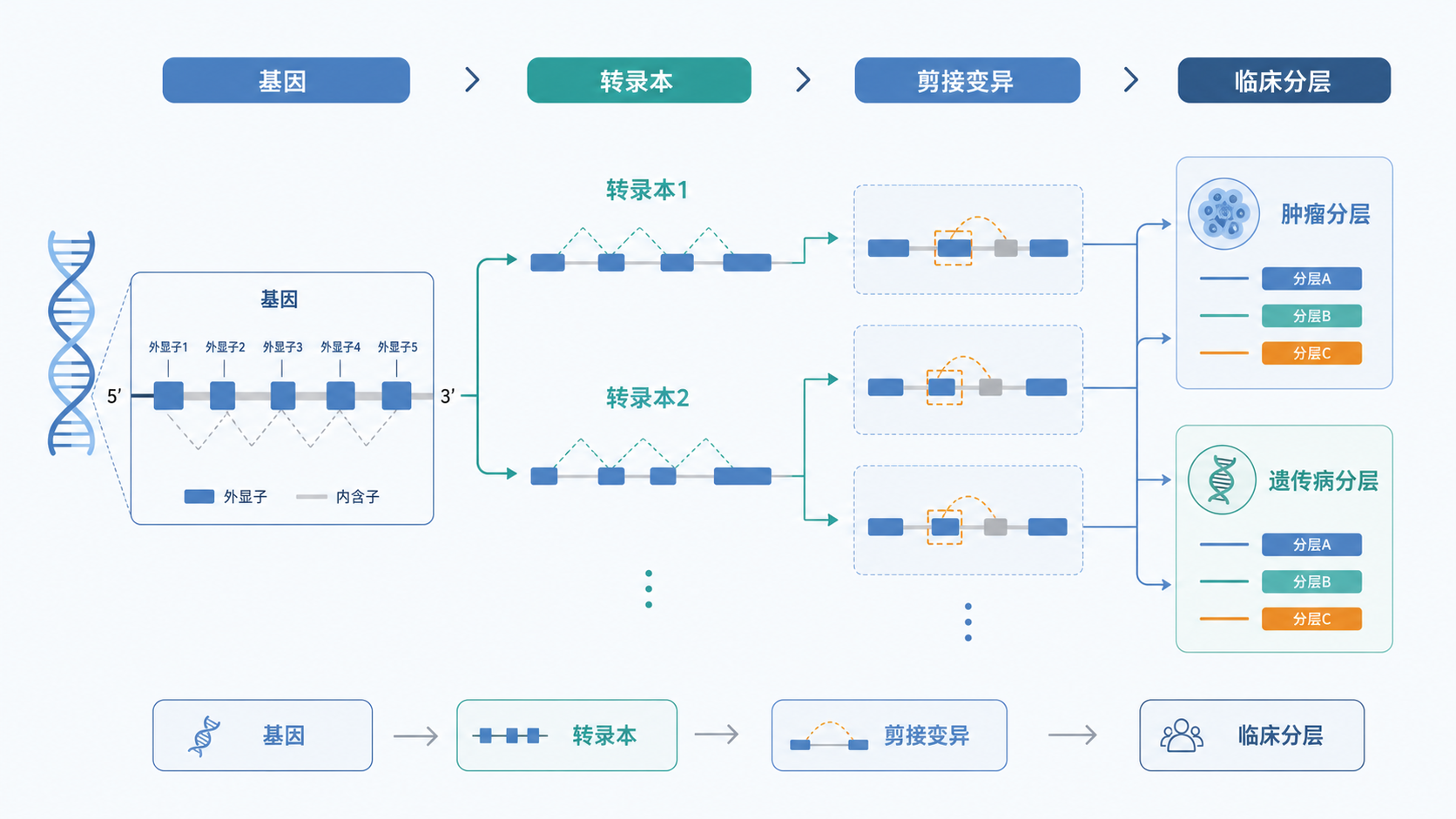 一张示意图展示基因、不同转录本结构、剪接变异与肿瘤或遗传病临床分层之间的关系,风格简洁专业