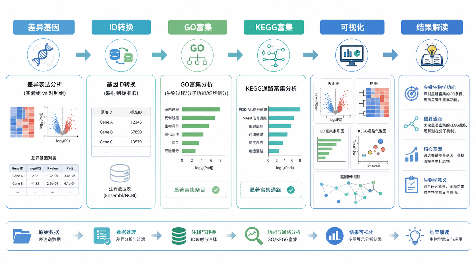 一张生物信息学分析流程图,展示差异基因、ID转换、GO/KEGG富集、可视化与结果解读的完整链路,风格简洁专业。