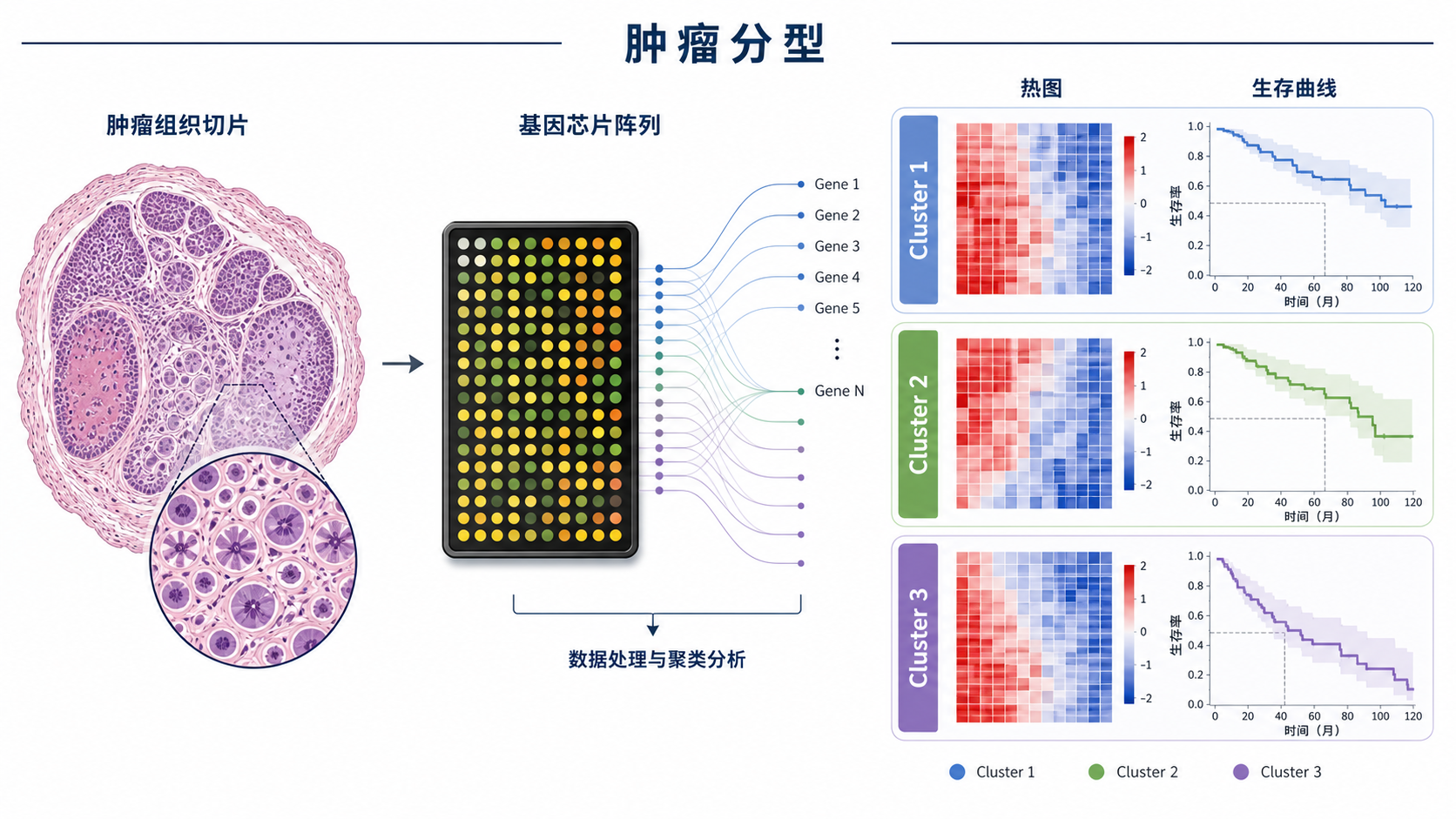 肿瘤组织切片与基因芯片阵列结合的示意图,旁边展示不同分型簇的热图和生存曲线