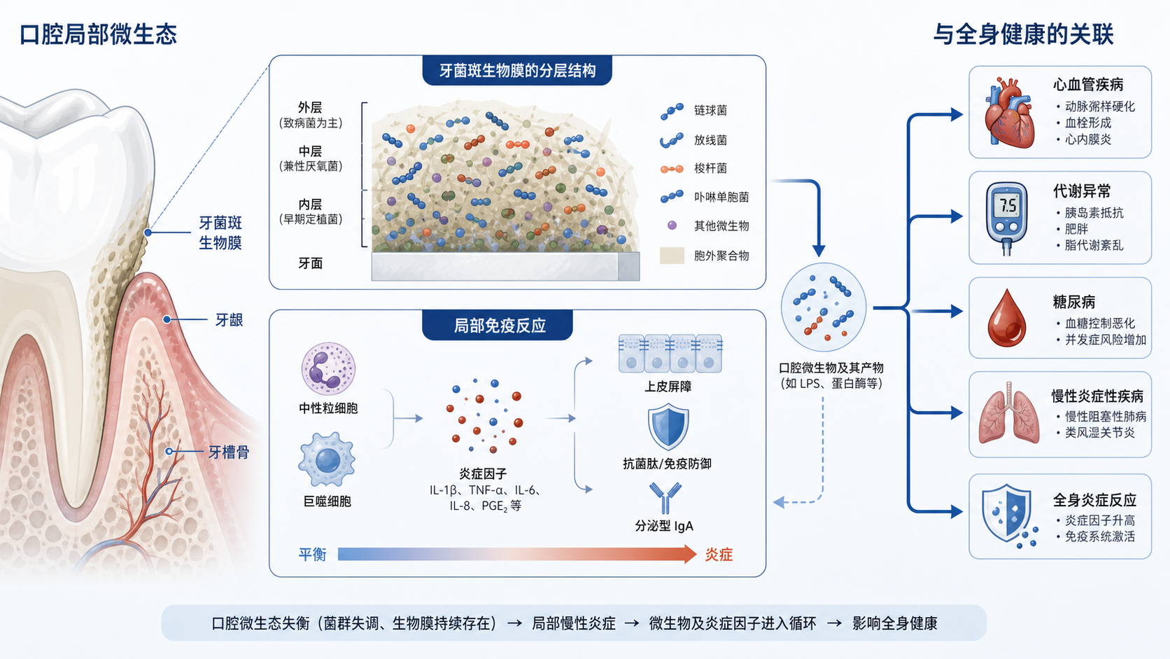 口腔微生态示意图,展示牙菌斑、生物膜、宿主免疫反应与全身疾病关联的简洁科研风格插图