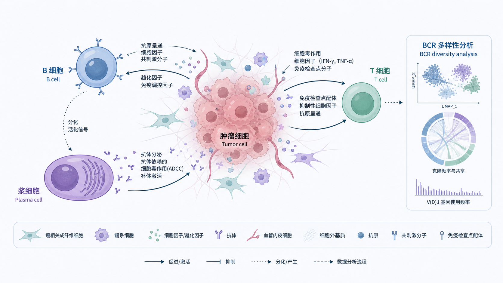 肿瘤微环境示意图，突出B细胞、浆细胞、T细胞与肿瘤细胞之间的相互作用，并标注BCR多样性分析的概念