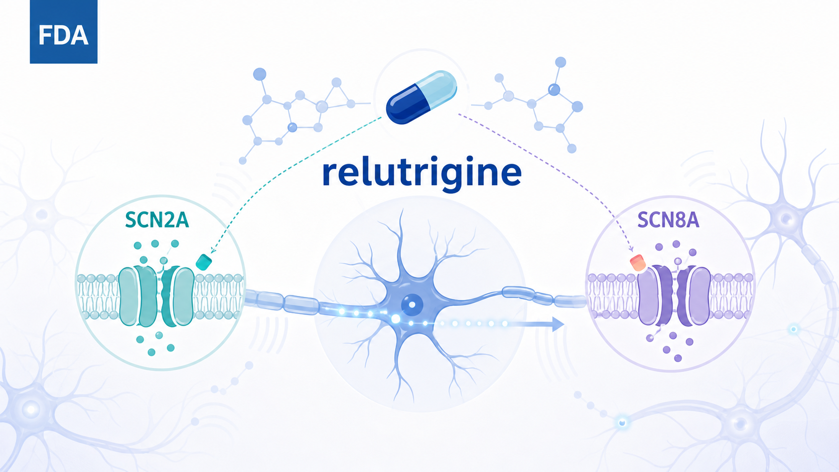 据神经病学专业媒体报道，美国 FDA 将 relutrigine 用于 SCN2A 与 SCN8A 相关发育性癫痫脑病（DEE）的新药申请（NDA）审评期限延长三个月，PDUFA 目标日期由此前的 9 月 27 日推迟至 2026 年 12 月 27 日。relutrigine 是一款新型钠通道调节剂，此前已获孤儿药、罕见儿科疾病及突破性疗法资格认定，若获批将成为 SCN2A/SCN8A 发育性癫痫脑病的首款靶向治疗。此次延期为常规审评时间调整，并非拒绝。