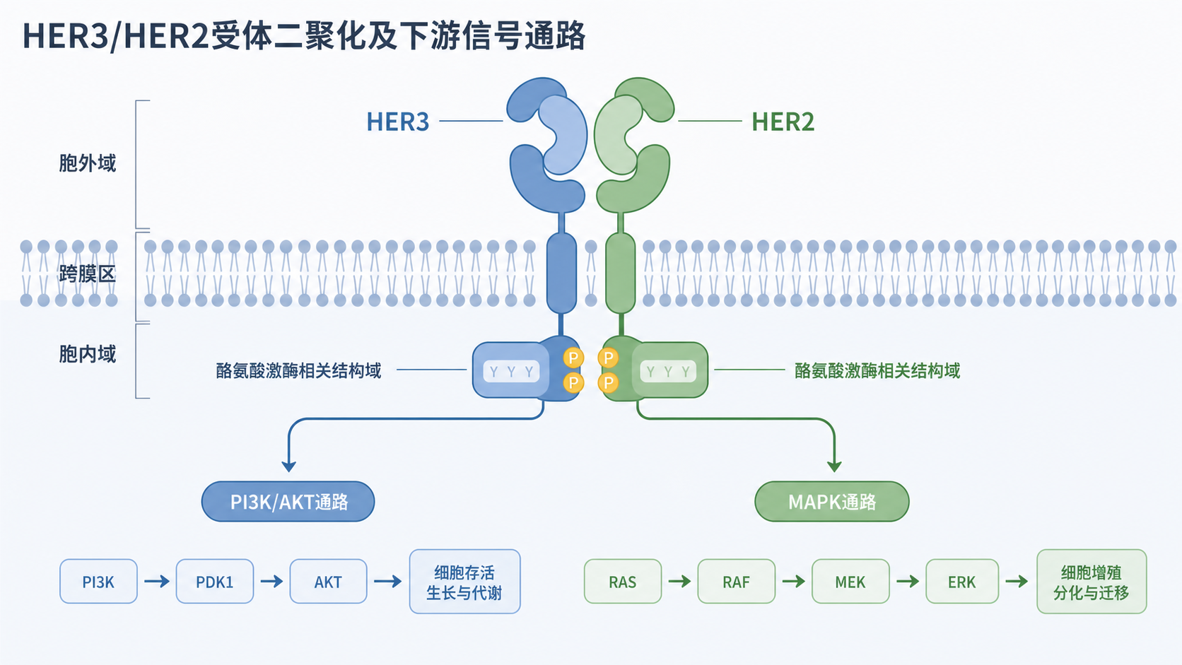 HER3受体膜结构示意图,展示HER3与HER2二聚化、PI3K/AKT与MAPK下游通路的连接关系,背景为肿瘤细胞膜与微环境。
