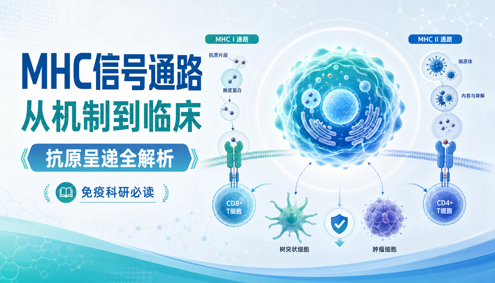 主要组织相容性复合体：从基因到临床新视角