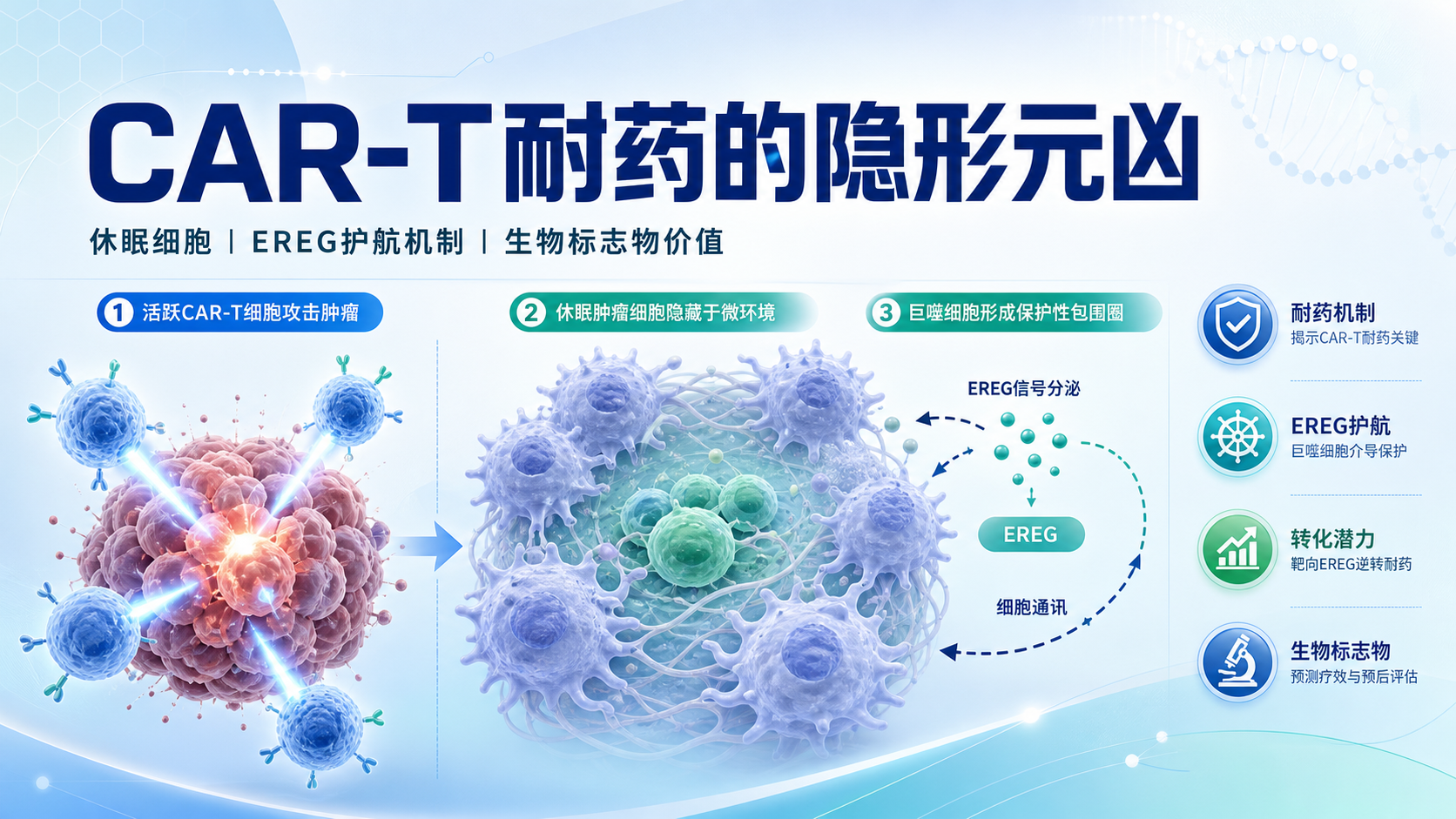 胰腺癌休眠肿瘤细胞借EREG招募巨噬细胞对抗CAR-T免疫逃逸新机制