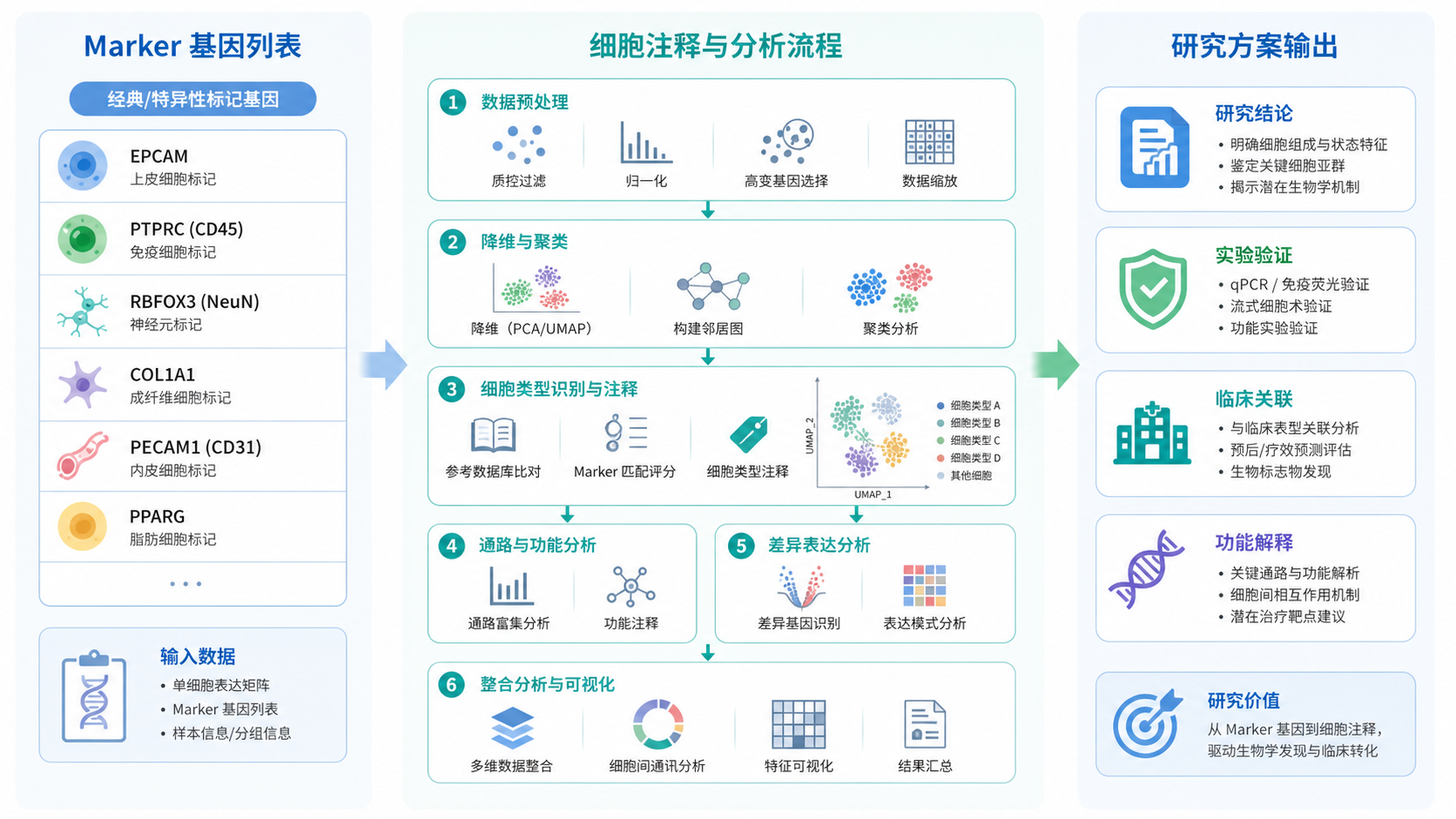单细胞分析流程图，左侧是marker基因列表，中间是注释和分析套路，右侧是研究方案输出，整体风格专业简洁