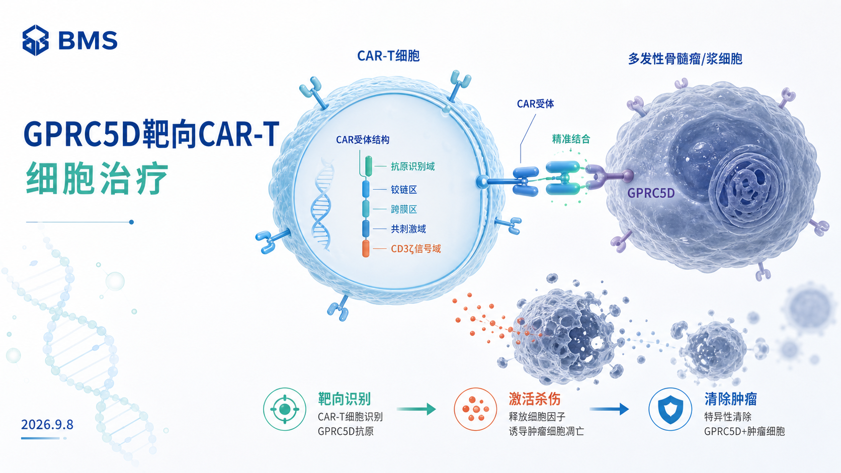 2026年9月8日资讯,百时美施贵宝(BMS)宣布其 GPRC5D 靶向 CAR-T 细胞疗法 arlocabtagene autoleucel(arlo-cel)在关键 II 期 QUINTESSENTIAL 试验中达到主要终点客观缓解率(ORR),并同时达到完全缓解率(CRR)等关键次要终点。该研究针对既往接受过免疫调节剂、蛋白酶体抑制剂、抗 CD38 抗体及 BCMA 靶向治疗(即"四药暴露")的复发 / 难治性多发性骨髓瘤(RRMM)患者,是首个在这一最耐药人群中专门评估疗法的关键性试验。