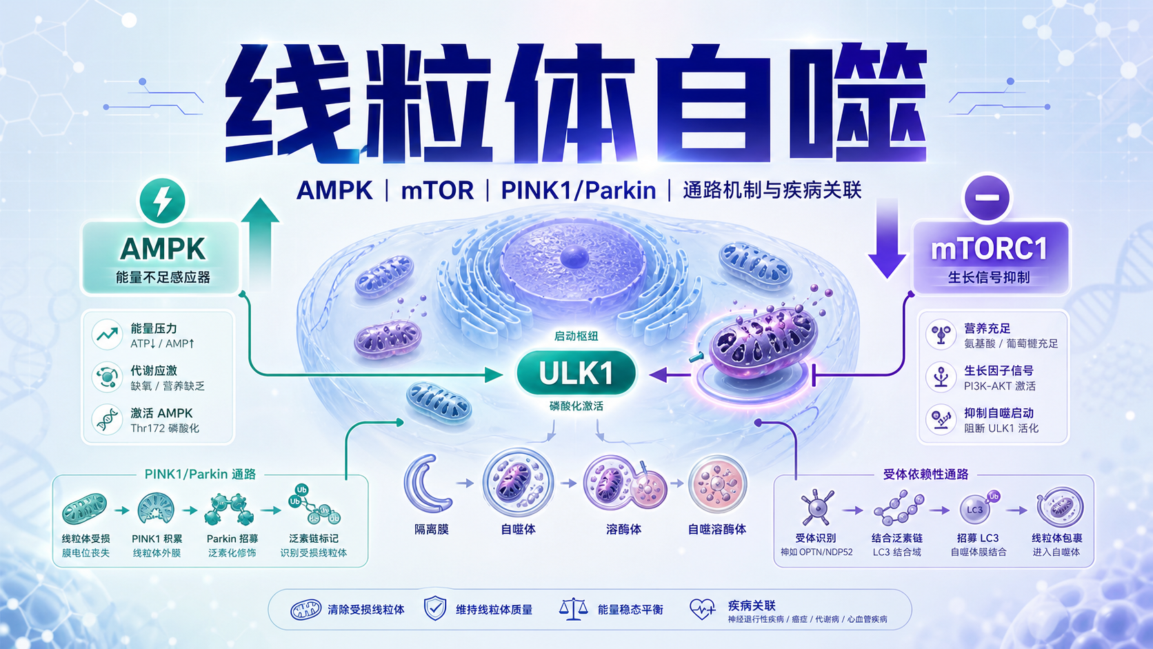 从AMPK到mTOR:线粒体自噬通路研究新进展