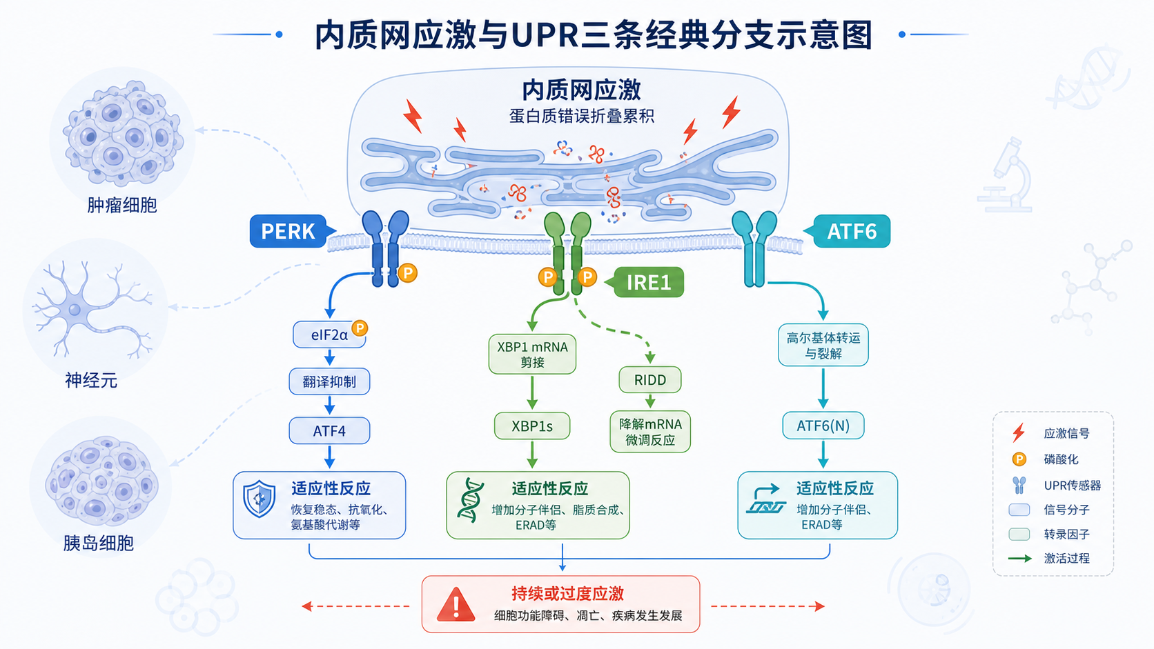 内质网应激与UPR三条经典分支示意图,背景可加入肿瘤、神经元和胰岛细胞图标,突出疾病相关性