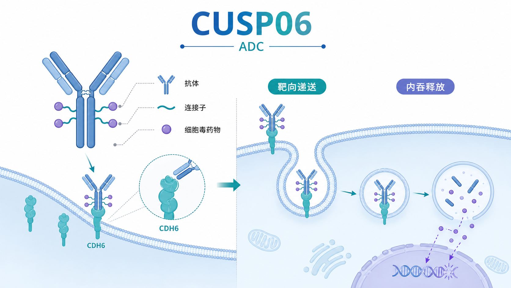 OnCusp Therapeutics 旗下 CDH6 靶向抗体偶联药物（ADC）CUSP06 公布卵巢癌 1b 期剂量扩展数据，4.0 mg/kg 队列客观缓解率（ORR）达 62%；与此同时，Arvinas 公布其口服靶向蛋白降解剂 ARV-102 在帕金森病患者中的 1 期探索性数据，观察到脑脊液 LRRK2 蛋白水平下降与眼球运动及相关通路生物标志物变化的关联。两项进展分别指向铂耐药卵巢癌与神经退行性疾病的新治疗方向。
