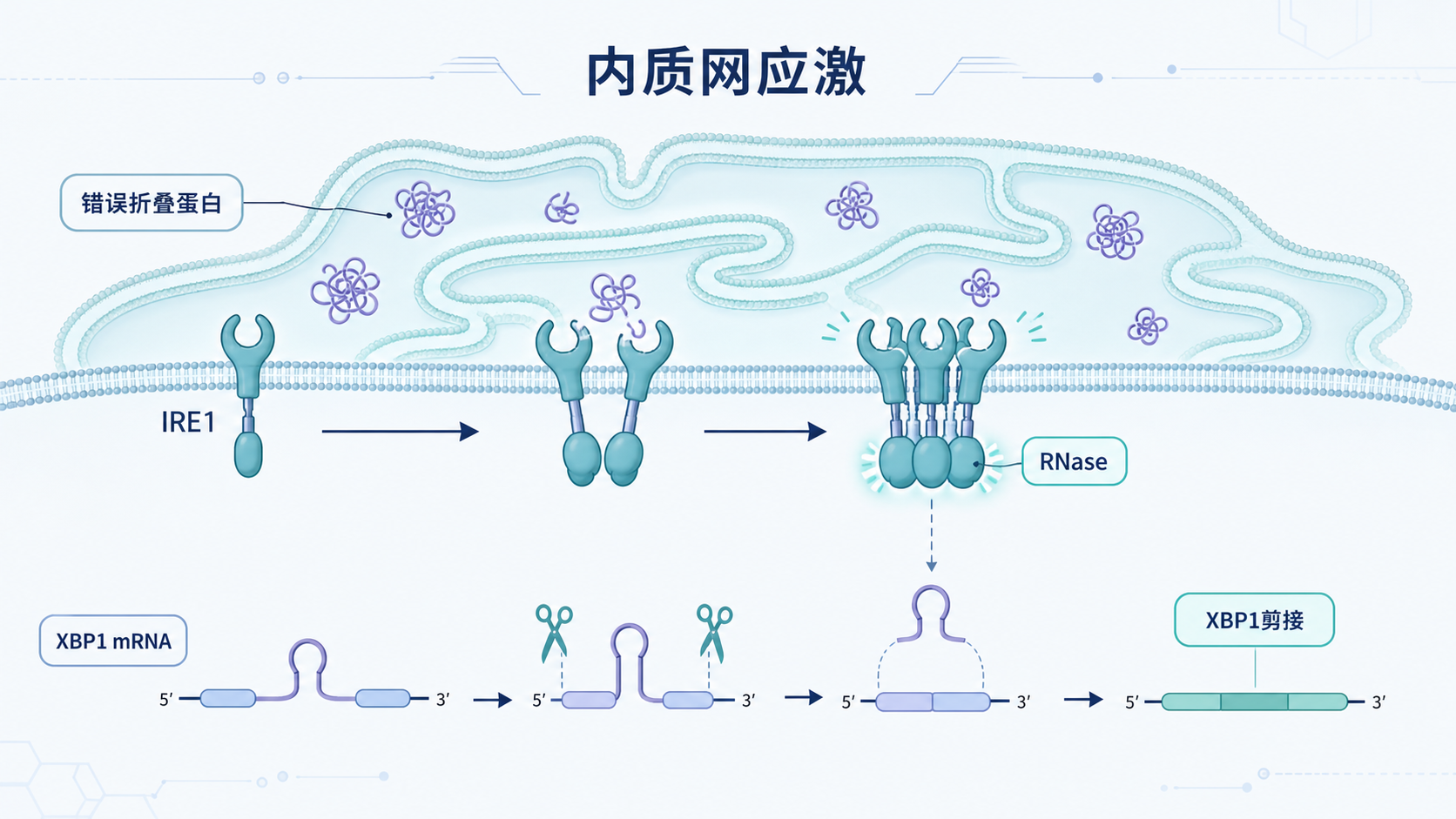 内质网应激示意图,展示IRE1感知错误折叠蛋白后激活RNase与下游XBP1剪接的流程图,背景可加入肿瘤和炎症相关细胞场景