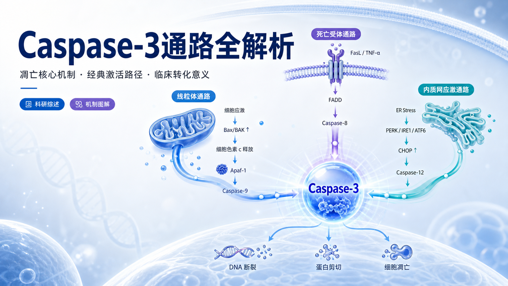 Caspase-3凋亡通路机制研究新进展