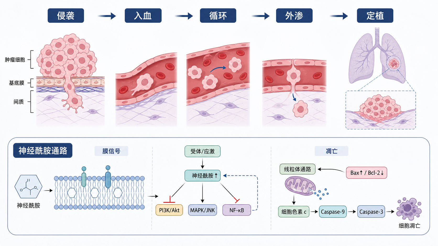 肿瘤细胞经历侵袭、入血、循环、外渗和定植的转移流程示意图，旁边标注神经酰胺通路参与膜信号、凋亡和迁移调控