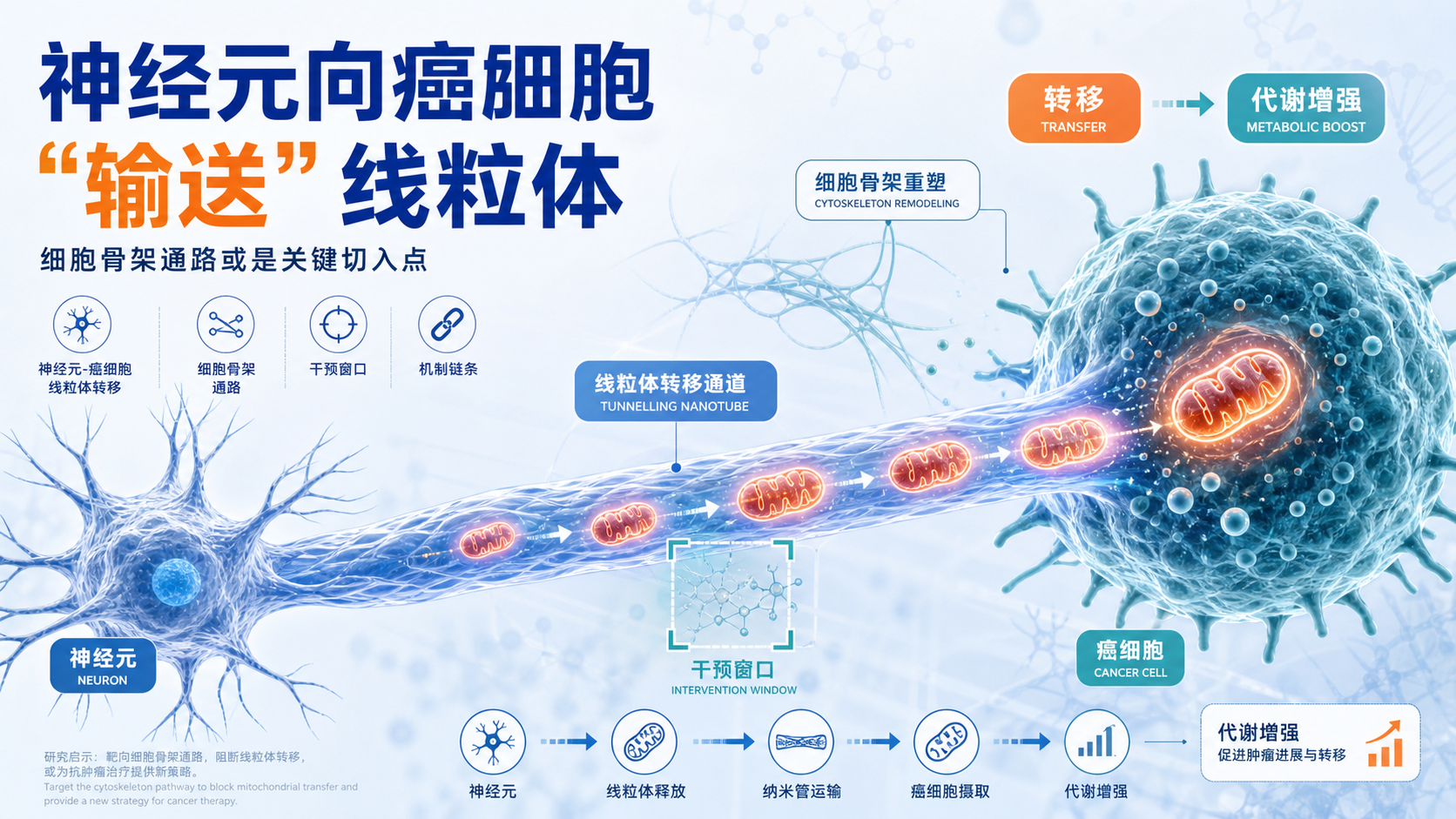 靶向细胞骨架调控通路:阻断神经元-癌细胞线粒体转移新策略