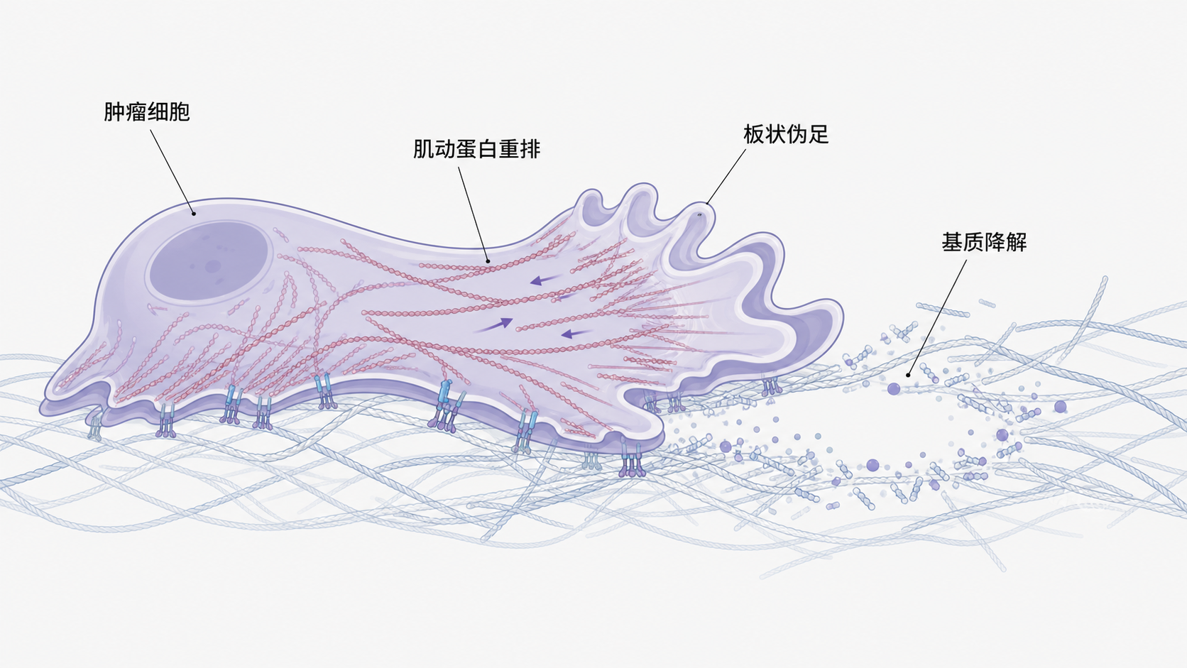 肿瘤细胞在基质中伸出板状伪足,前缘形成宽大膜褶皱,伴随肌动蛋白重排和基质降解的机制示意图