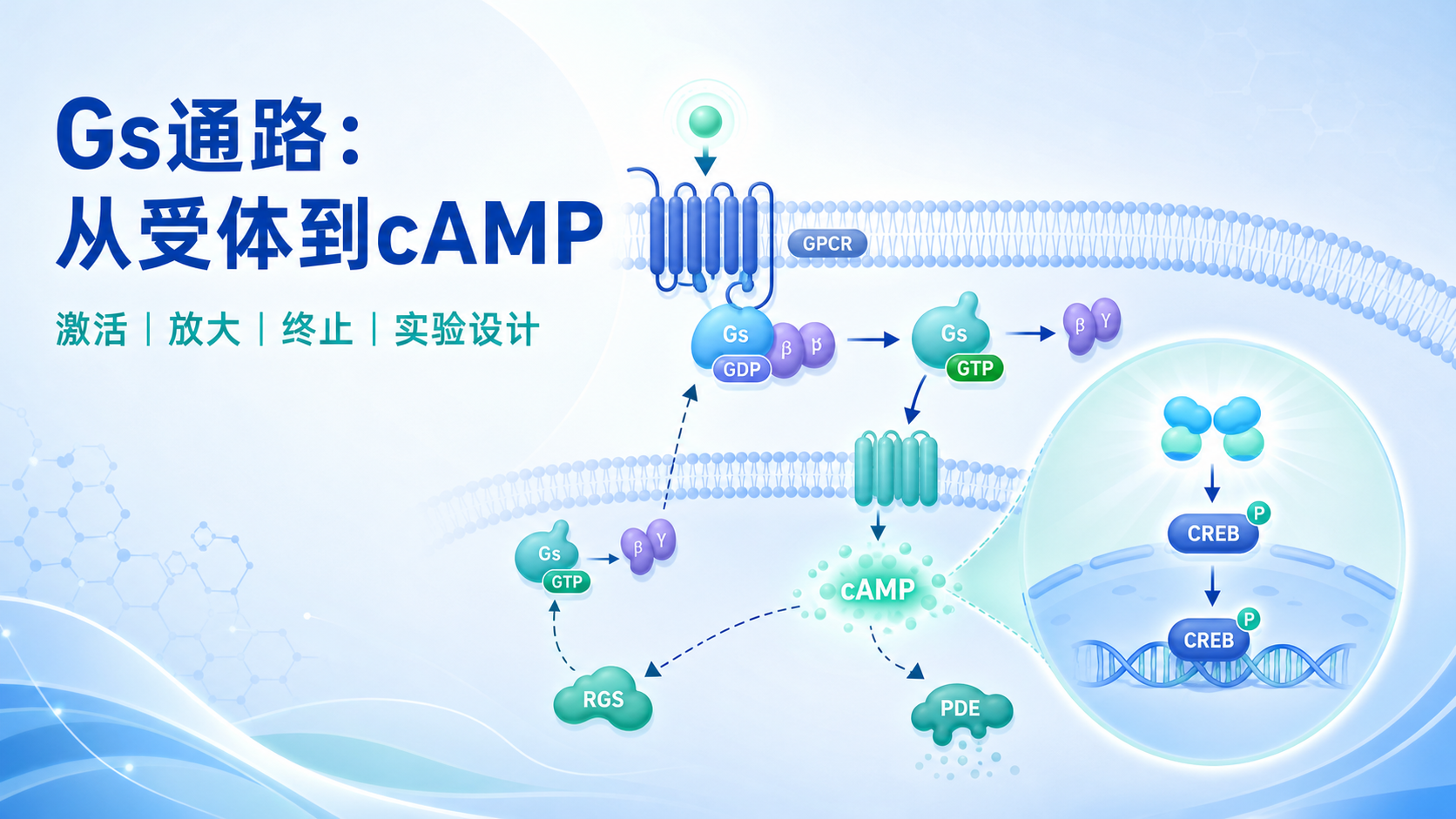 G蛋白信号通路研究必读的5大核心机制