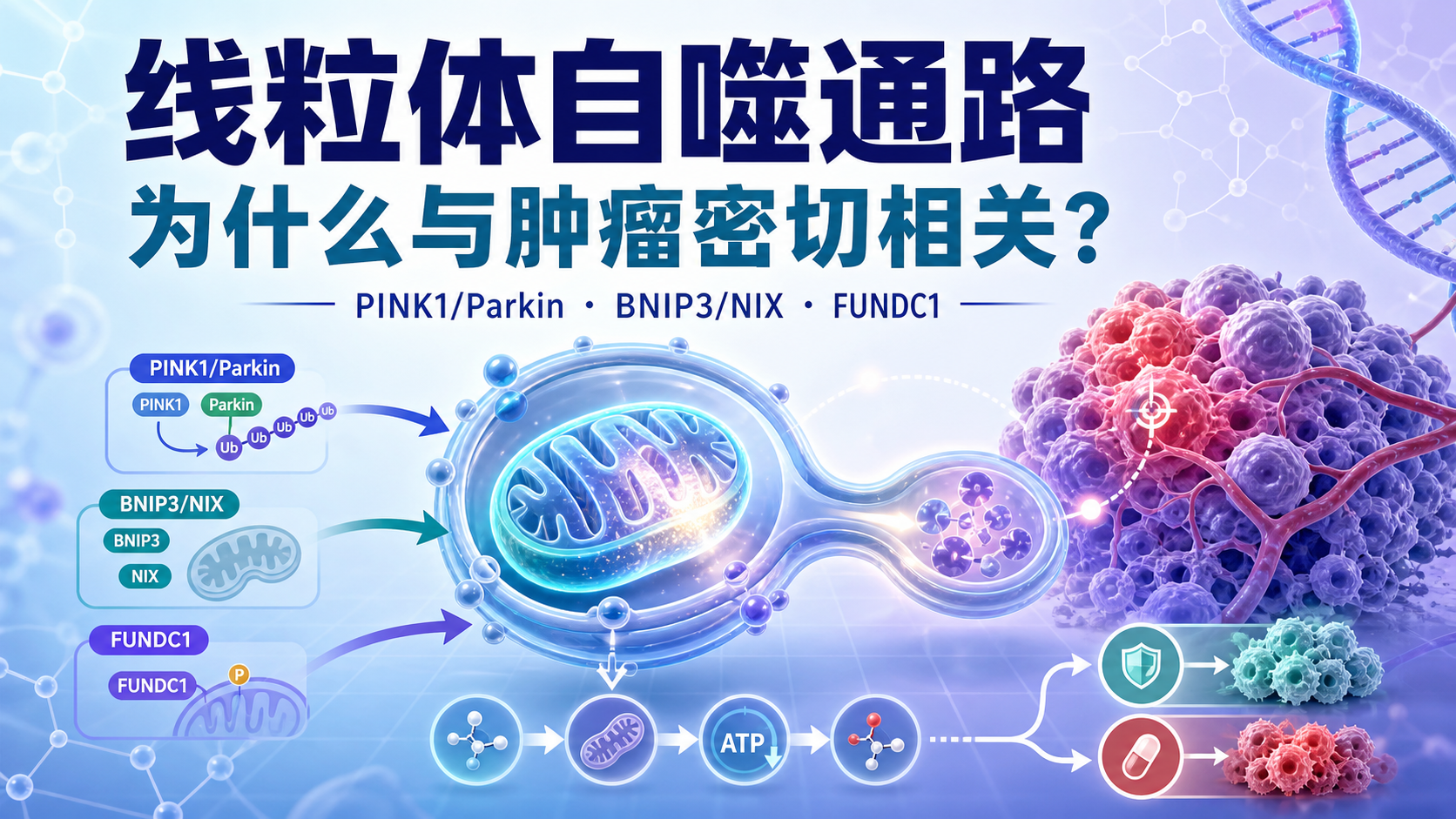 线粒体自噬通路在肿瘤中的研究进展与思路