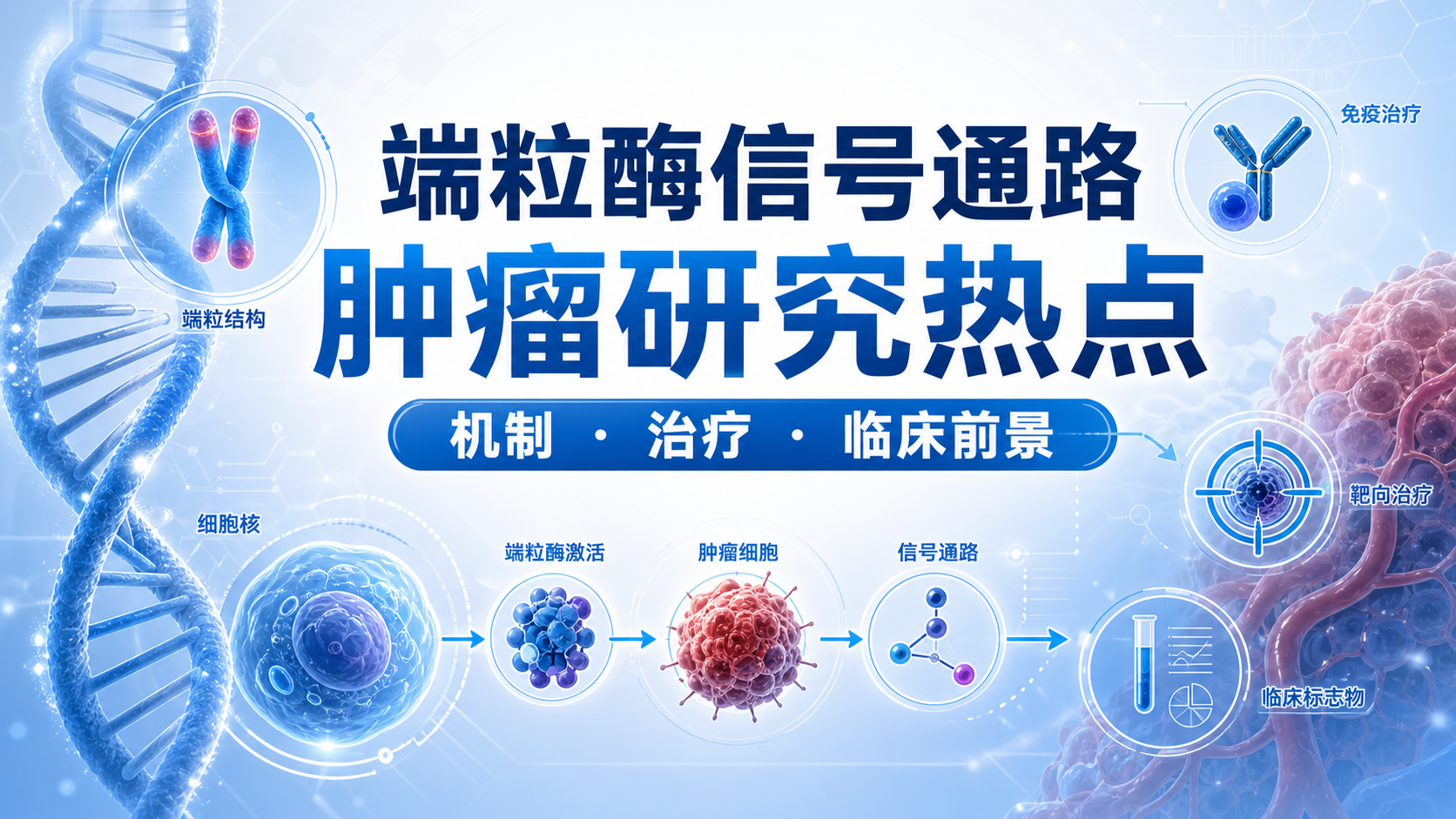 端粒酶信号通路:肿瘤治疗新靶点