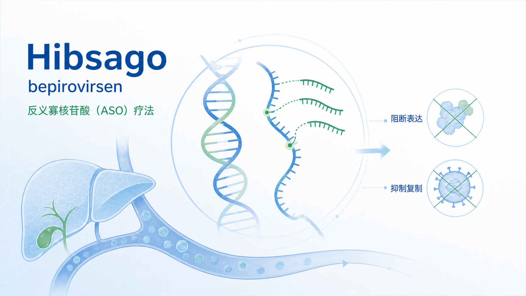 葛兰素史克(GSK)的反义寡核苷酸(ASO)疗法 Hibsago(bepirovirsen,贝普若韦生)在日本获批,成为日本首个获批用于实现慢性乙肝"功能性治愈"的方案,也是该药的全球首次获批。本文解读其作用机制、B-Well III 期数据,以及对临床"停药转阴"目标的现实意义。