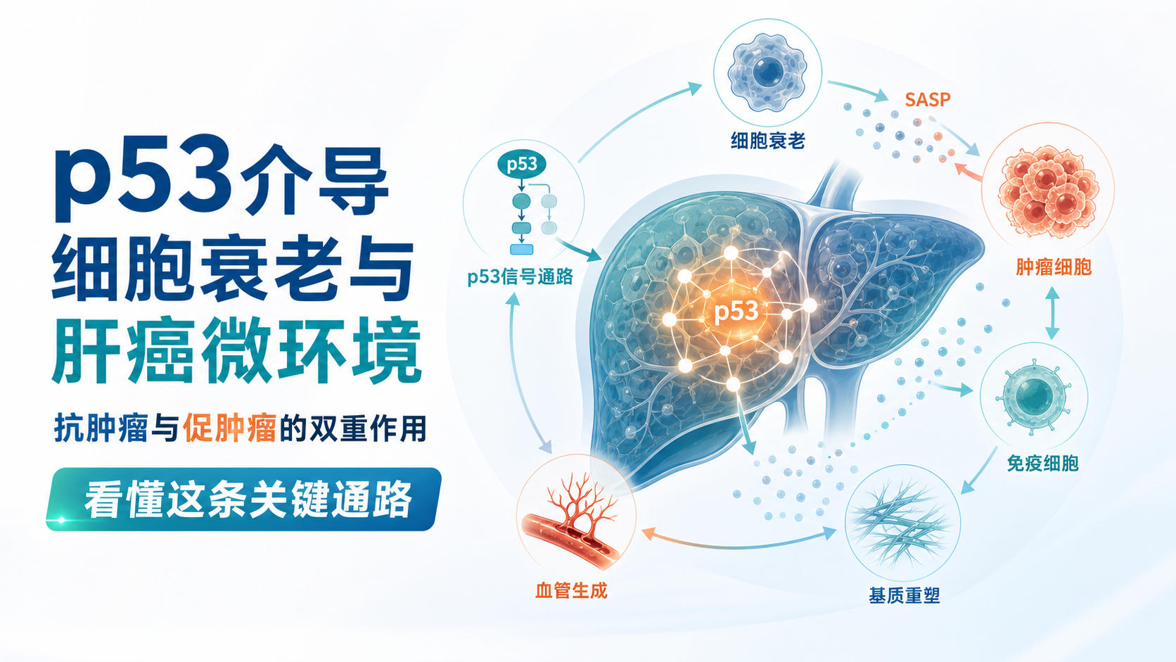 肝癌微环境重塑关键:p53介导细胞衰老通路双重作用