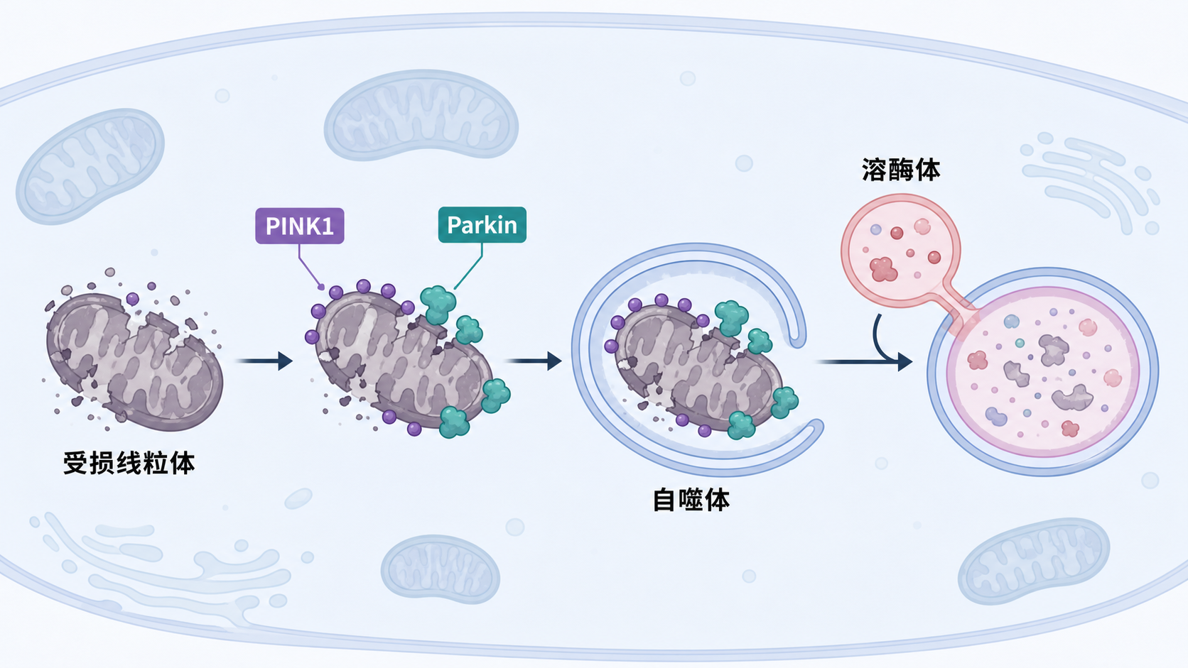 肿瘤细胞内线粒体自噬过程示意图,展示受损线粒体被PINK1/Parkin识别后进入自噬体并与溶酶体融合的流程,背景可加入肿瘤组织和科研实验元素