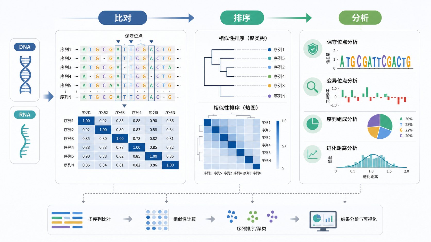 一张展示DNA/RNA序列、比对矩阵、保守位点和排序结果的科研风格示意图，突出“比对—排序—分析”流程