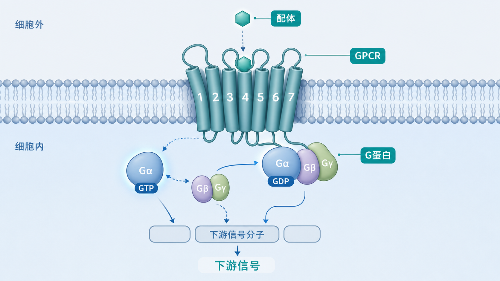 GPCR嵌入细胞膜的结构示意图,外侧为配体结合,内侧连接异质三聚体G蛋白及下游信号分子,背景可标注cAMP、Ca2+、PI3K等通路关键词