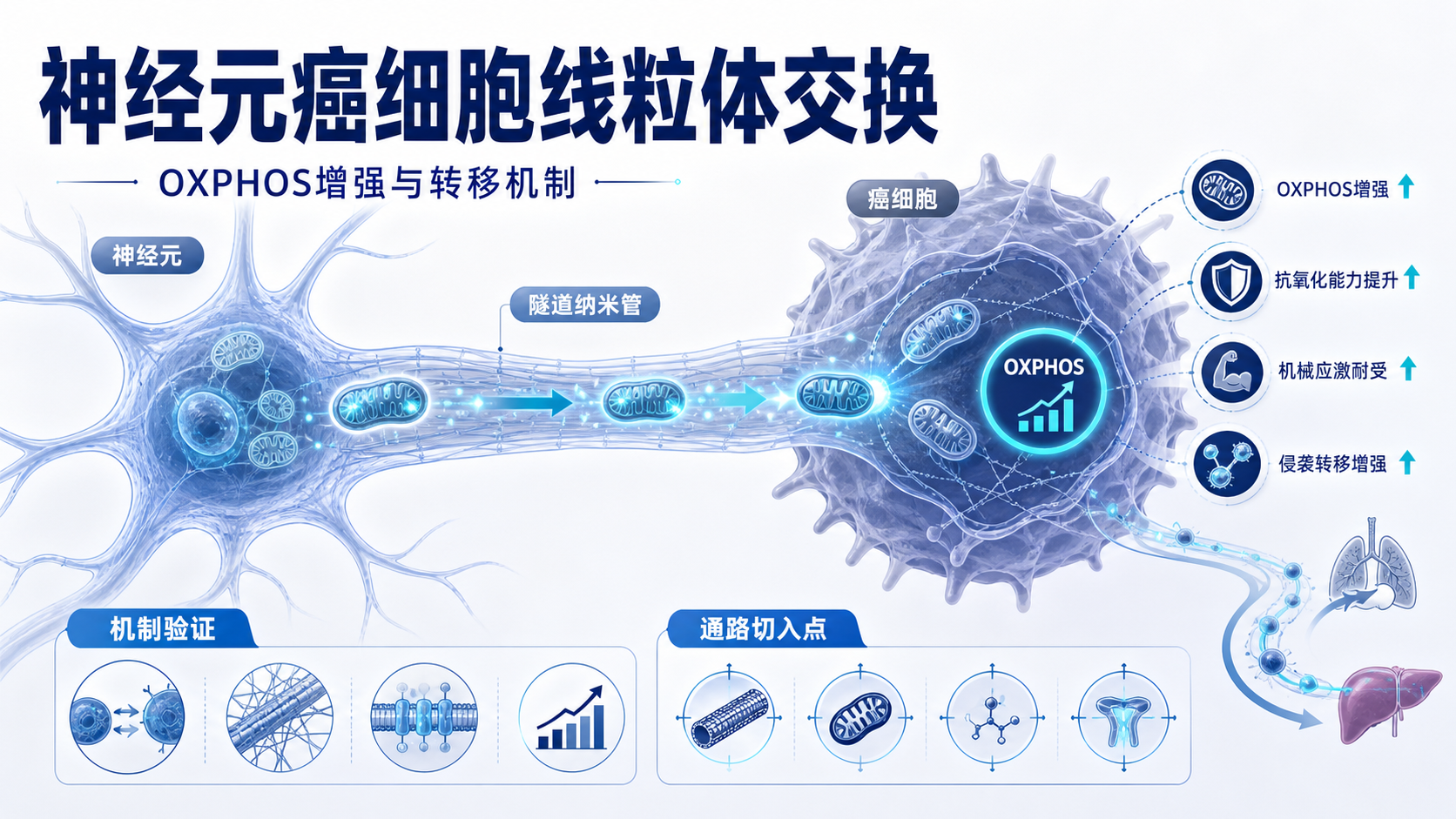 神经元癌细胞线粒体交换增强氧化磷酸化与转移