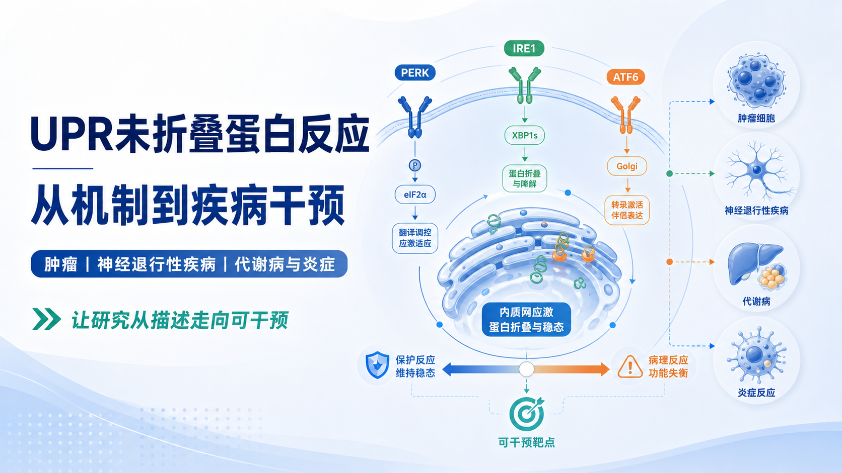 未折叠蛋白反应通路与疾病干预:科研必读进展