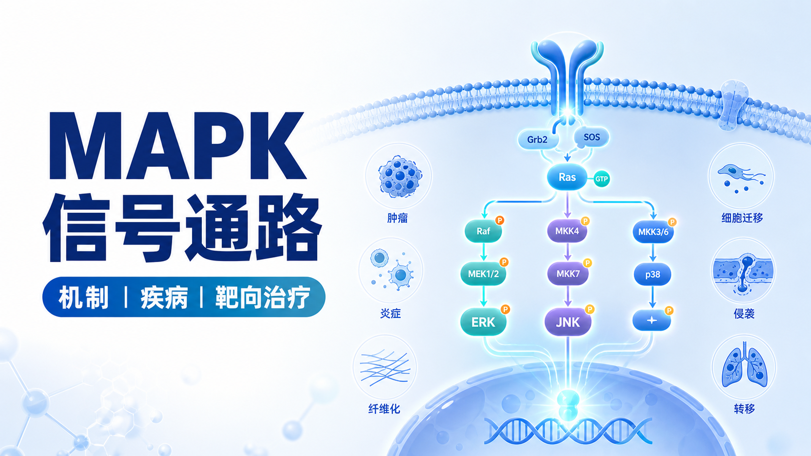 MAPK信号通路：从机制解析到疾病靶向新策略