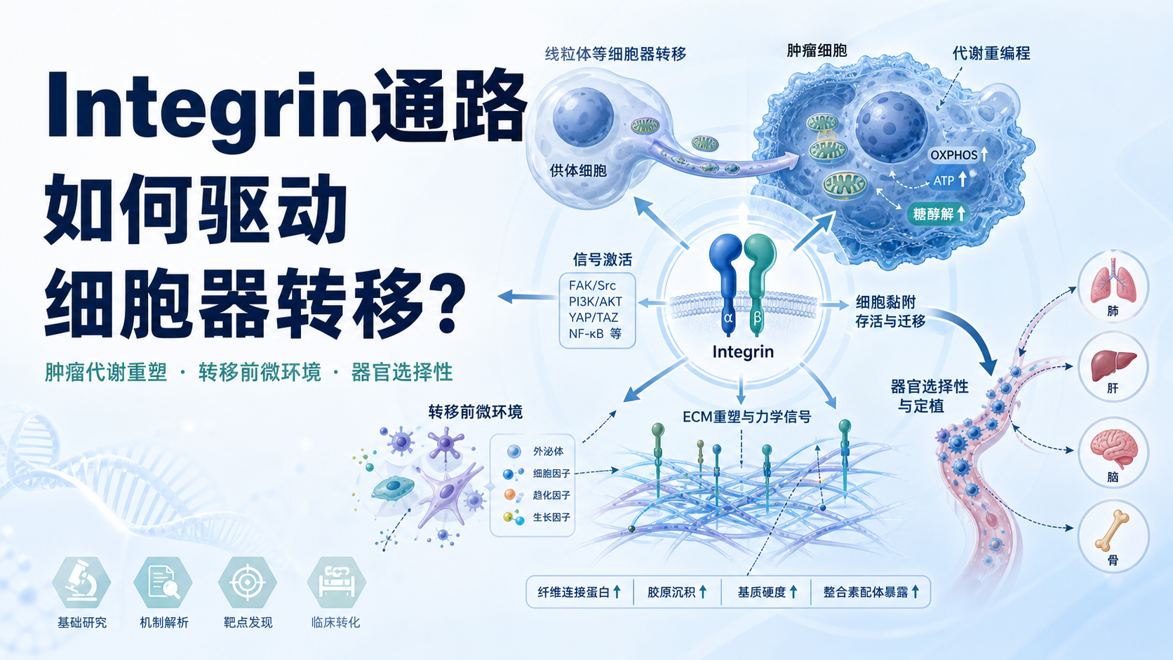Integrin通路介导细胞器转移与肿瘤代谢重塑的研究进展