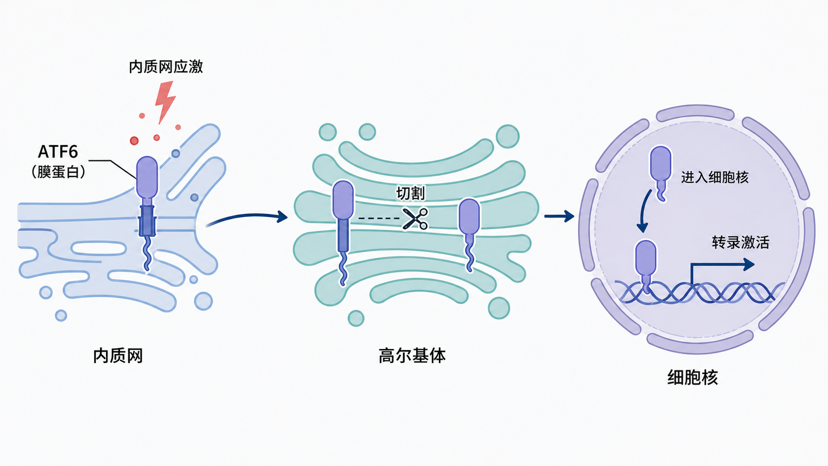 内质网、高尔基体、细胞核三者串联的ATF6通路示意图,突出ATF6由膜蛋白到核内转录因子的转变过程