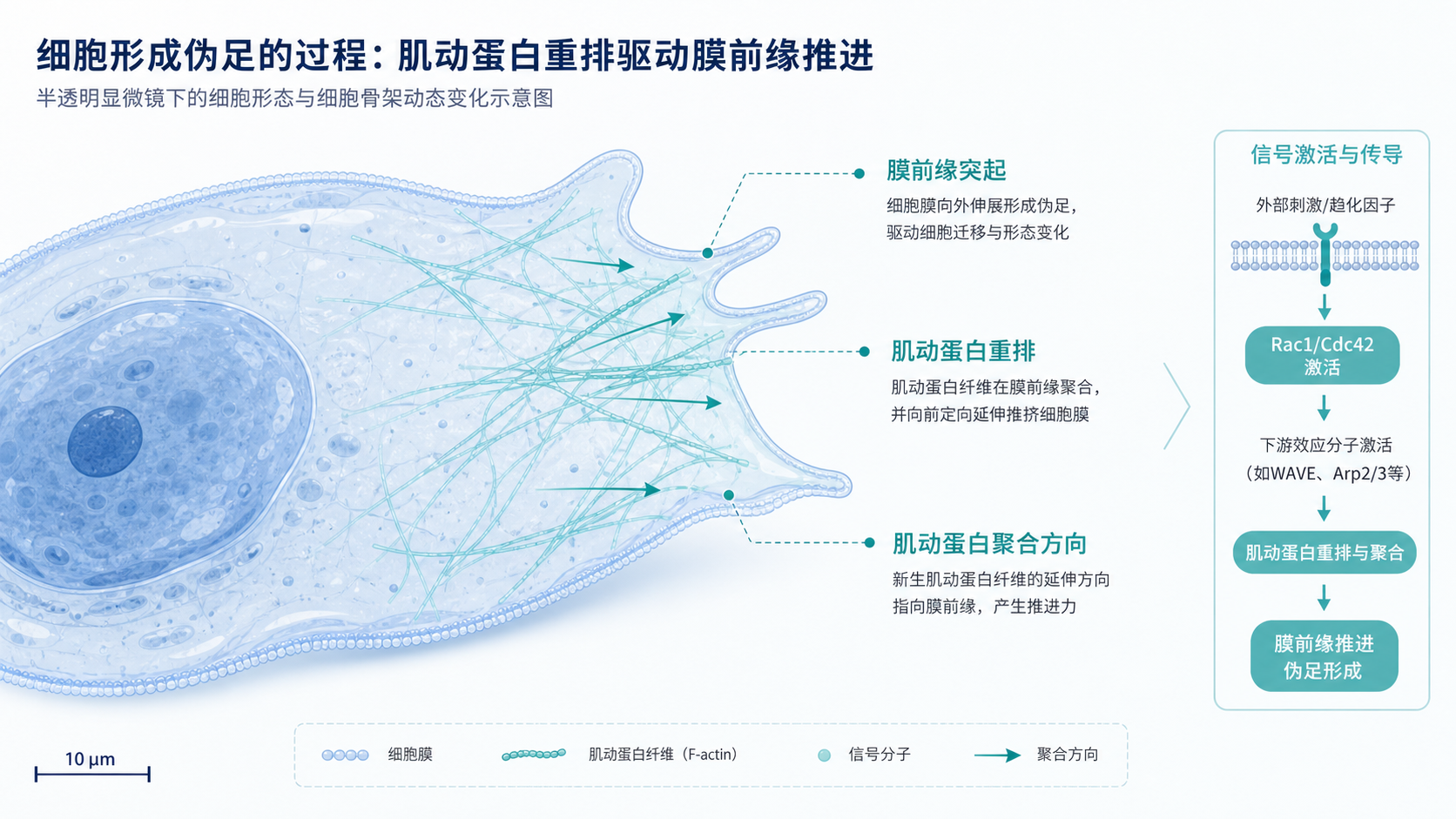 显微镜下细胞形成伪足的示意图，标注肌动蛋白重排、Rac1/Cdc42信号、膜前缘突起