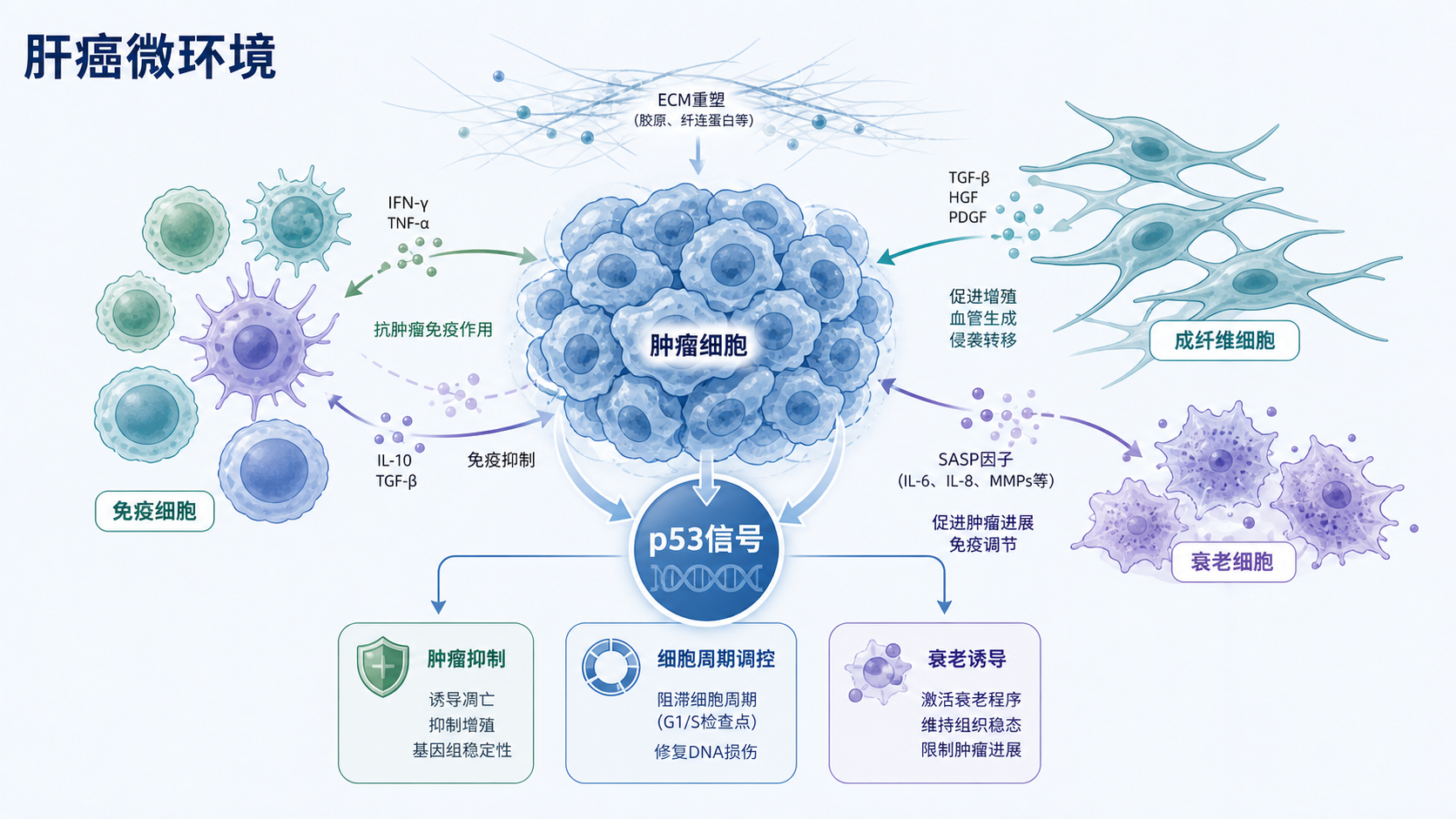 肝癌组织微环境示意图,突出肿瘤细胞、免疫细胞、成纤维细胞与p53信号及衰老细胞之间的相互作用