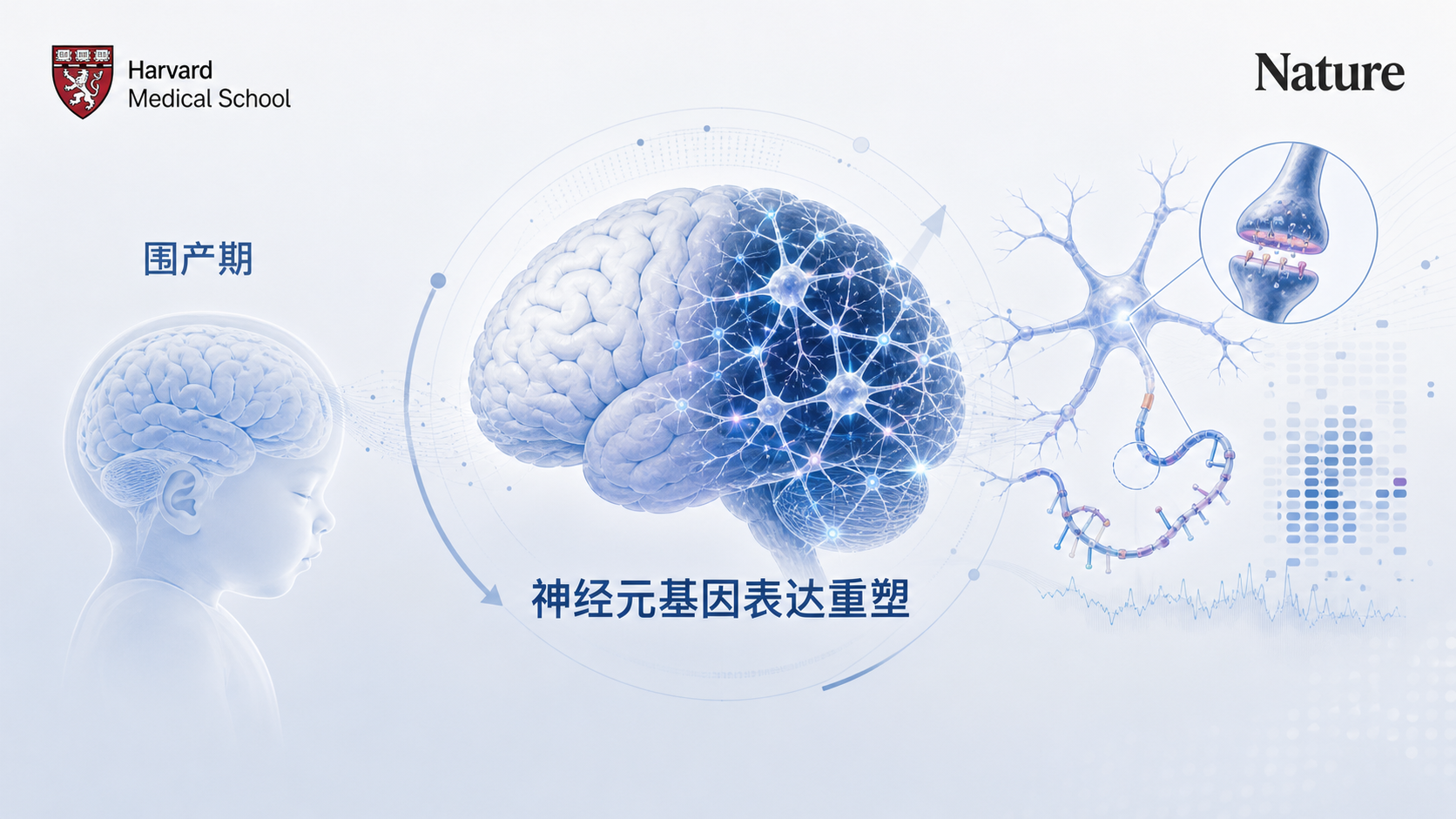 哈佛医学院团队在《自然》（Nature）发表研究，首次证实人类大脑在围产期存在大规模的"神经元基因组质量控制"机制：通过突触功能调控与程序性细胞死亡，选择性清除携带严重拷贝数变异（CNV）的遗传缺陷神经元，使变异神经元比例从产前的约 25.9% 骤降至出生后的 6.2%。