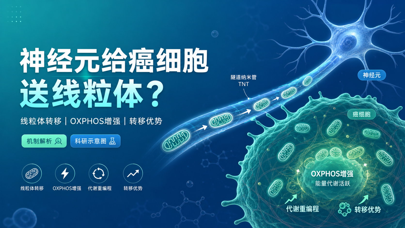 神经元癌细胞线粒体转移与OXPHOS增强机制