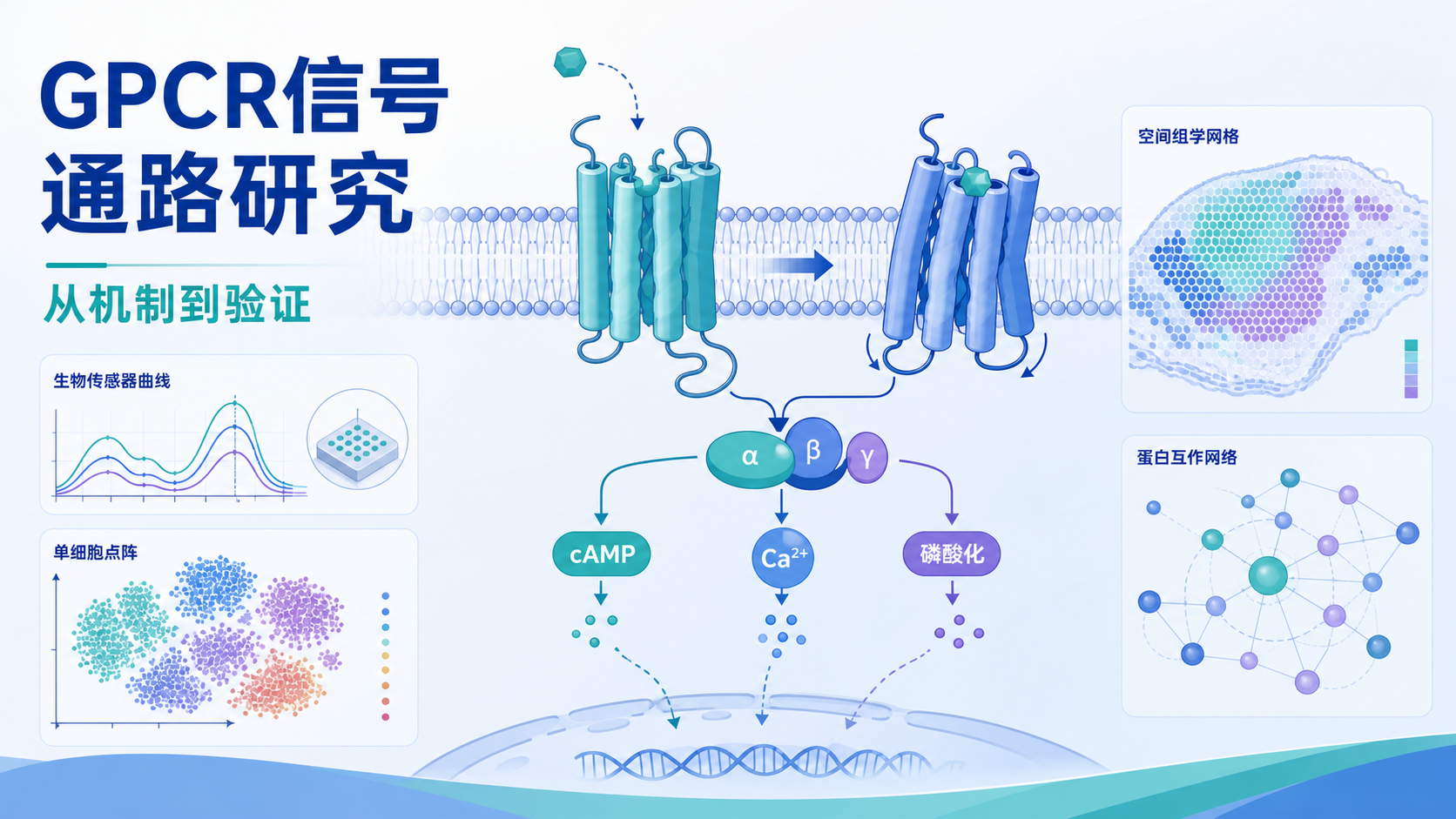 G蛋白偶联受体通路研究必备:经典与前沿技术解析