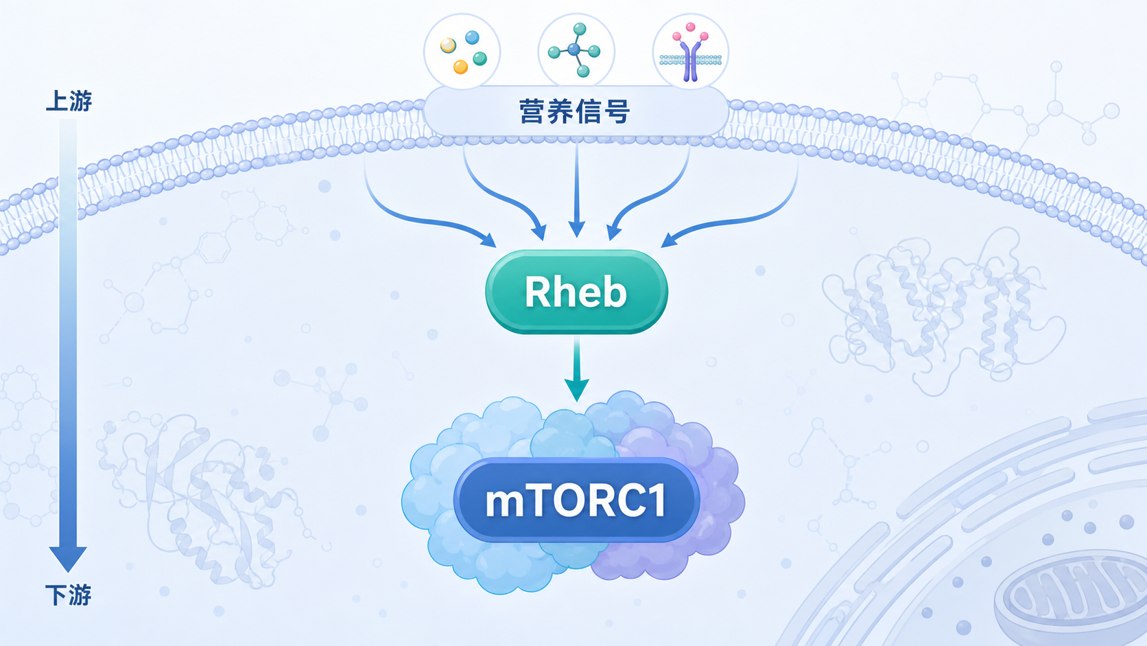 细胞内信号传导示意图,突出Rheb位于上游营养信号与mTORC1之间的枢纽位置,背景可配分子结构与磷酸化箭头